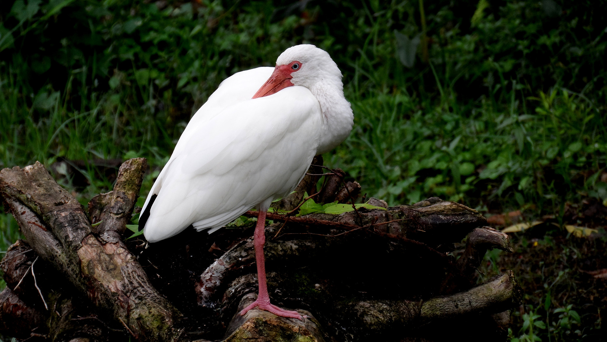 Samsung WB150 / WB150F / WB152 / WB152F / WB151 sample photo. White ibis photography