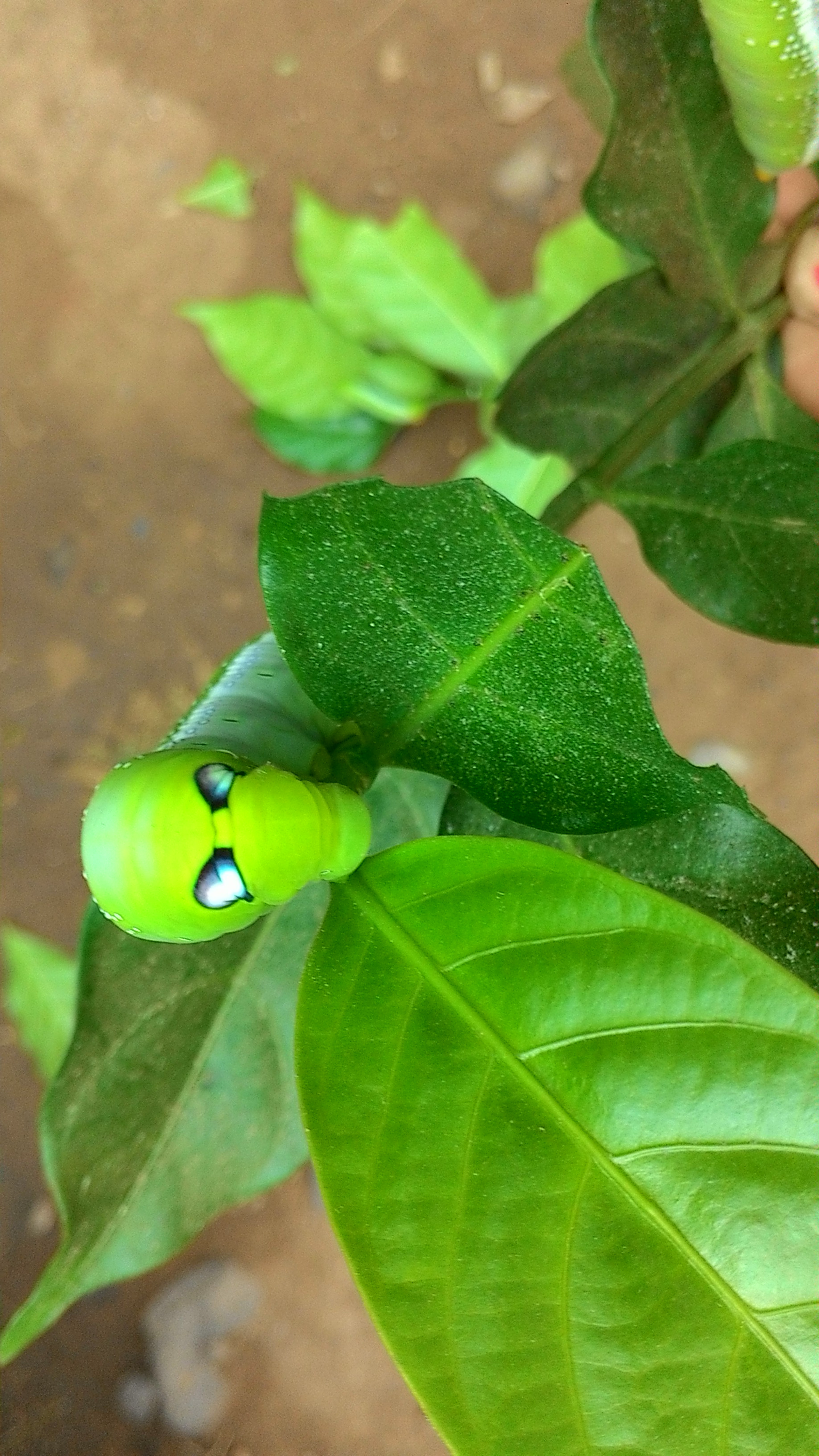 ASUS ZenFone 4 (A450CG) sample photo. Skull maggot photography