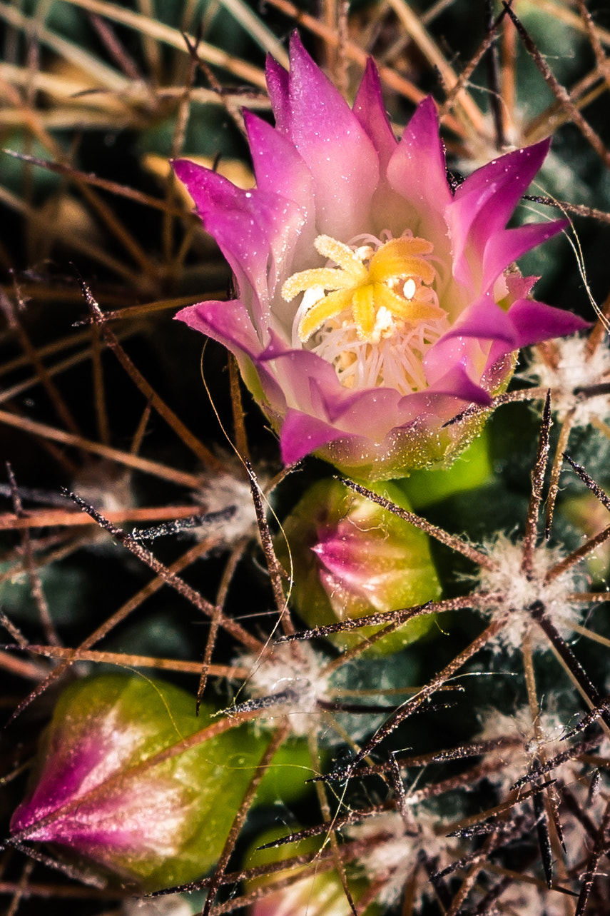 Sony ILCA-77M2 sample photo. Cactus flower photography