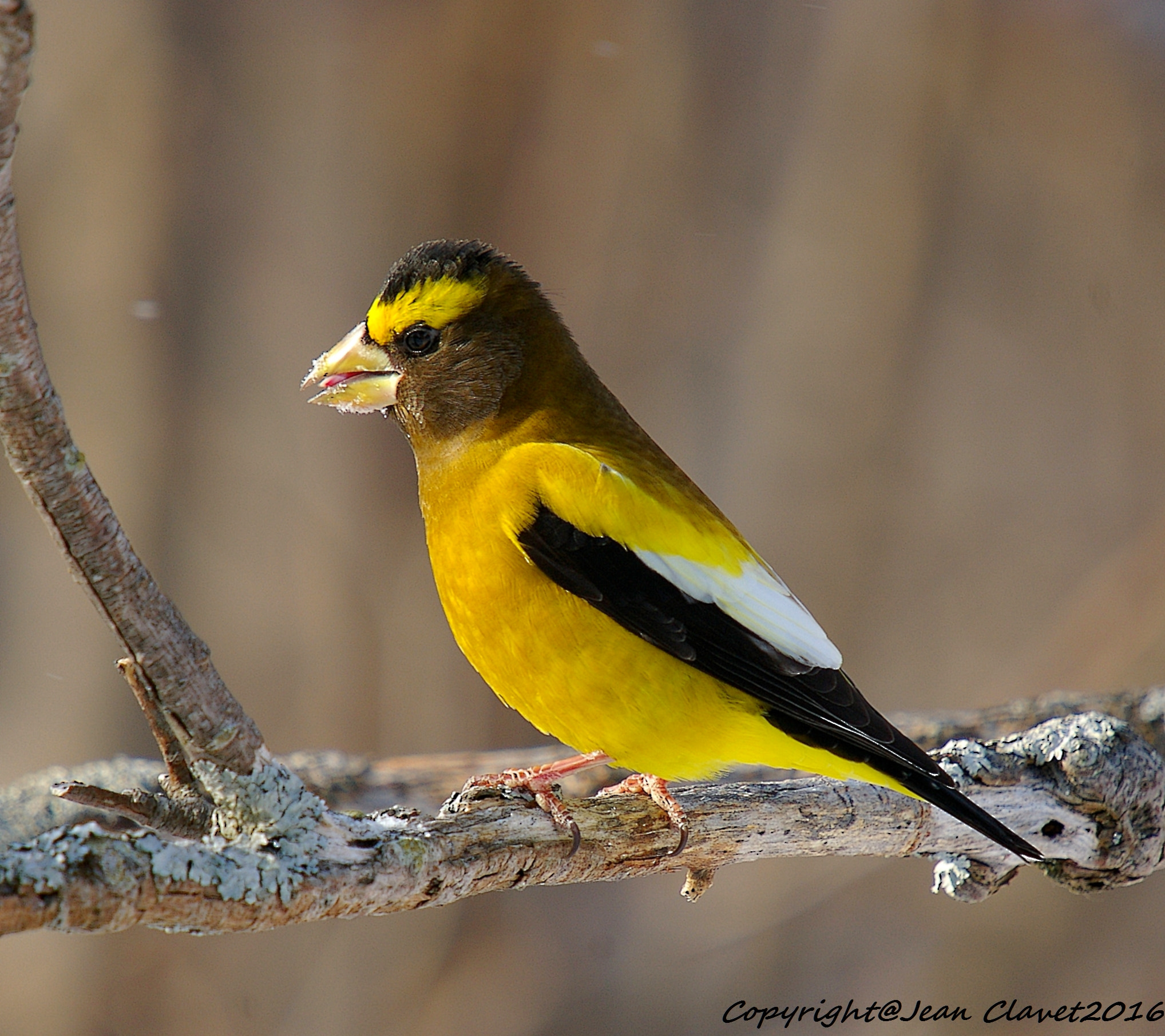 Pentax K100D sample photo. Gros bec errant/ evening grosbeak photography