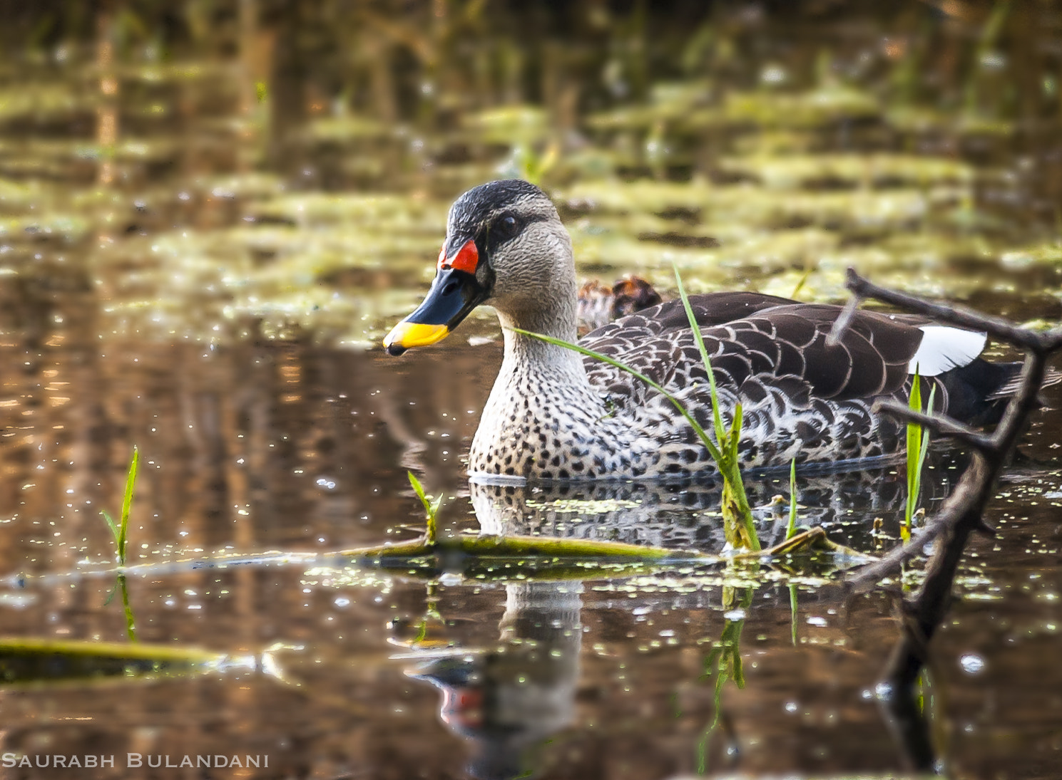 Nikon D700 + Sigma 150-500mm F5-6.3 DG OS HSM sample photo. A beautiful duck photography