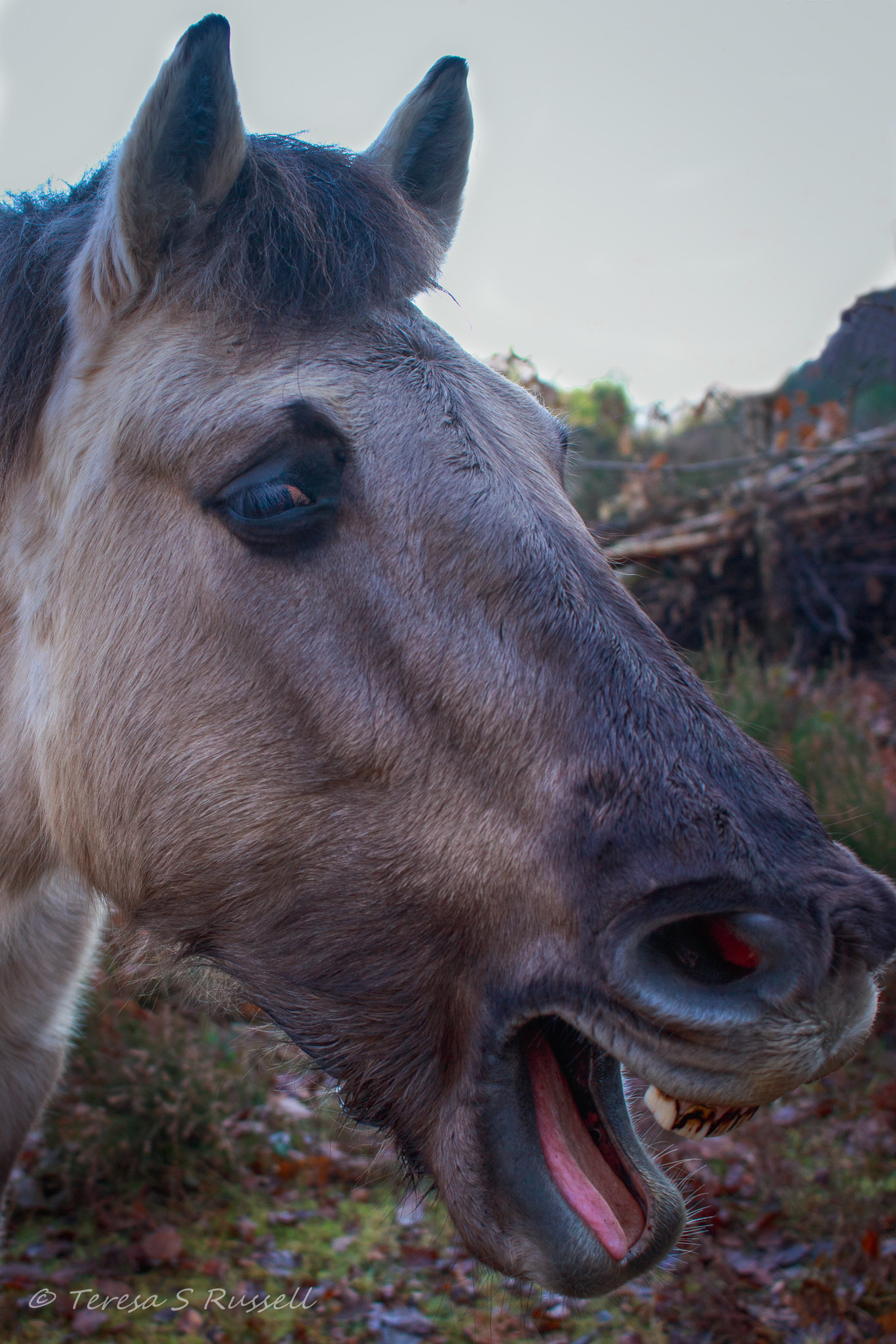 Canon EF-S 24mm F2.8 STM sample photo. Pony chat! photography