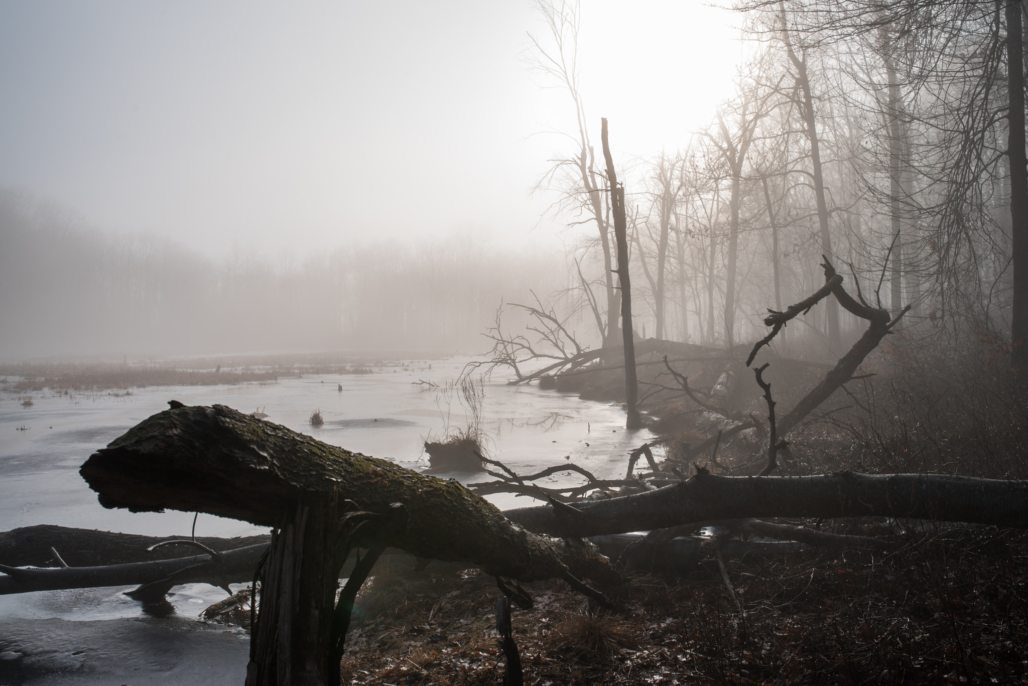 Pentax K-1 sample photo. Fallen trees on misty morning photography