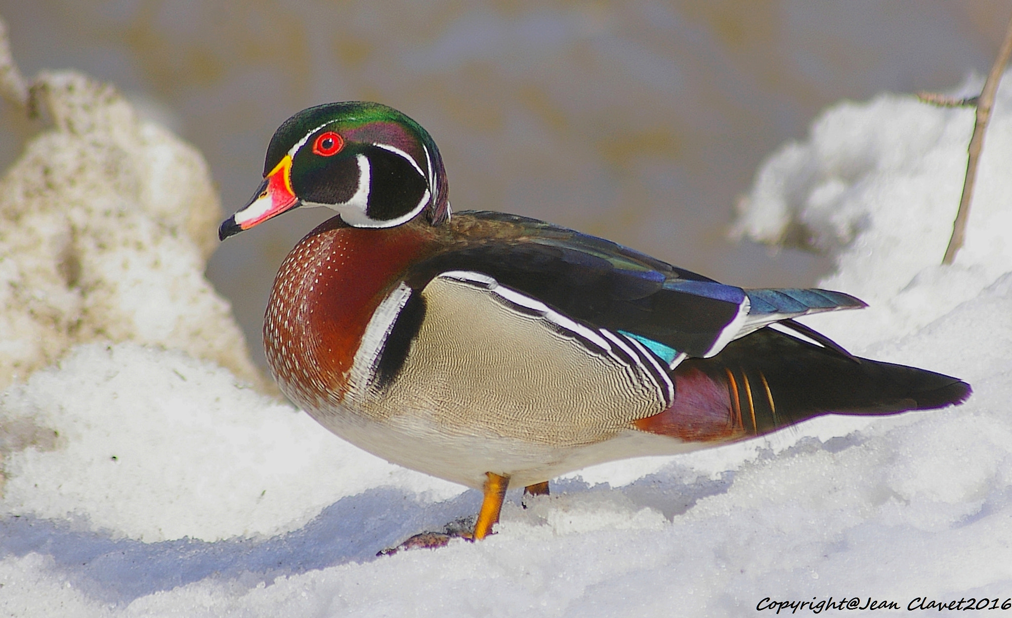 Pentax K100D sample photo. Canard branchu/ wood duck photography