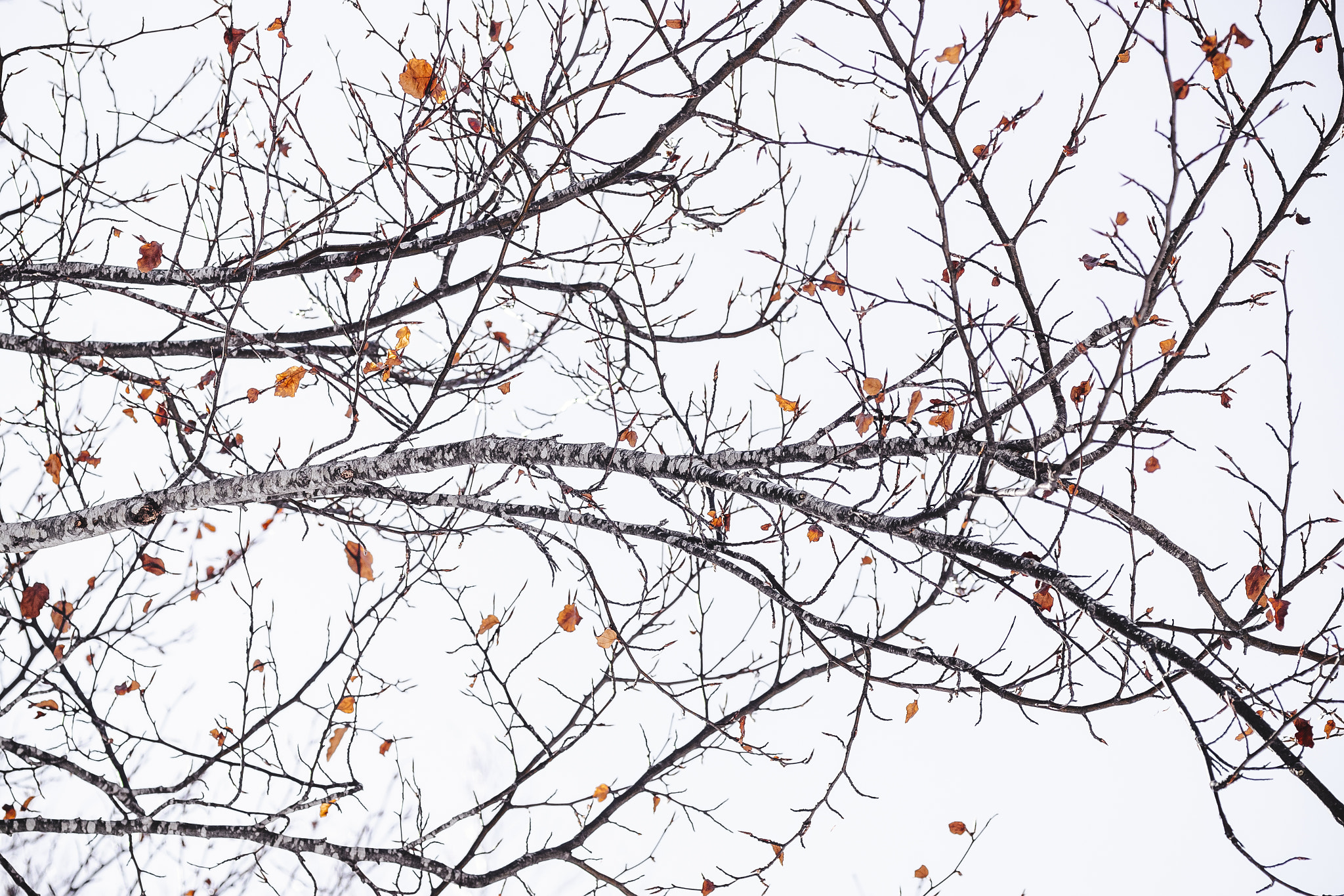 Pentax K-S2 + Tamron SP AF 90mm F2.8 Di Macro sample photo. Winter trees photography