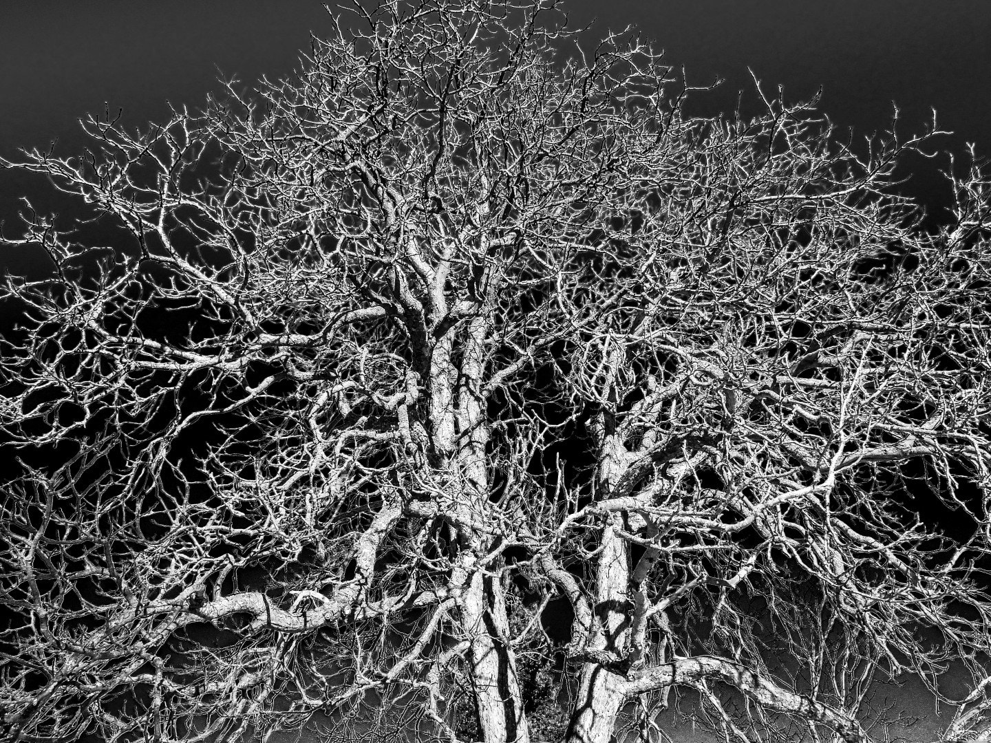 Nikon Coolpix P300 sample photo. A tree photography