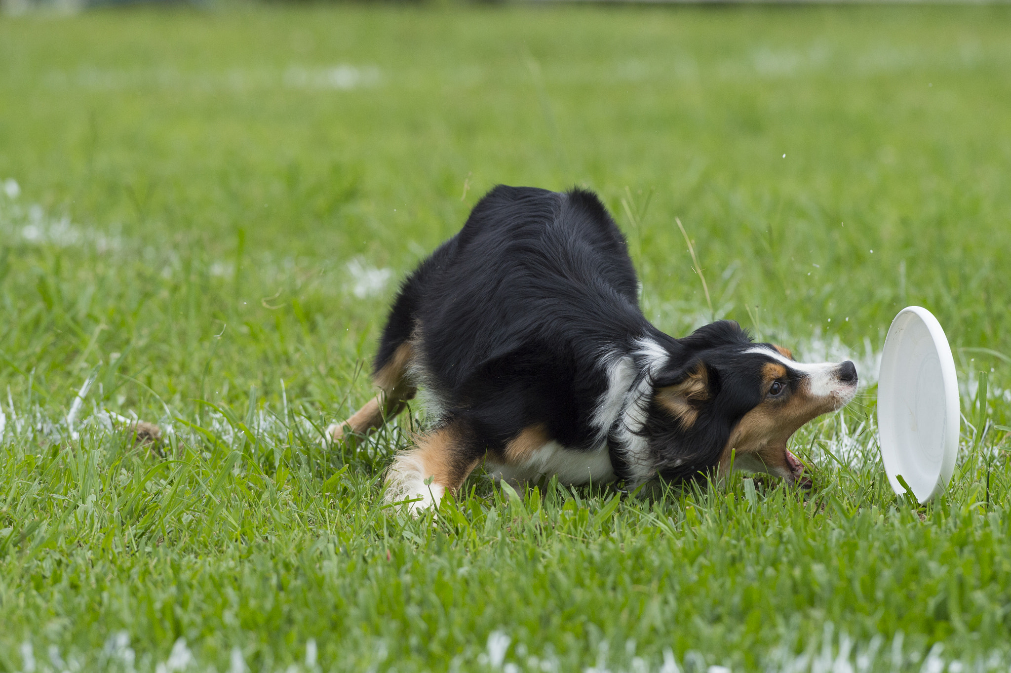 Nikon D4S + Nikon AF-S Nikkor 300mm F2.8G ED VR II sample photo. Dsc_8804-1.jpg photography