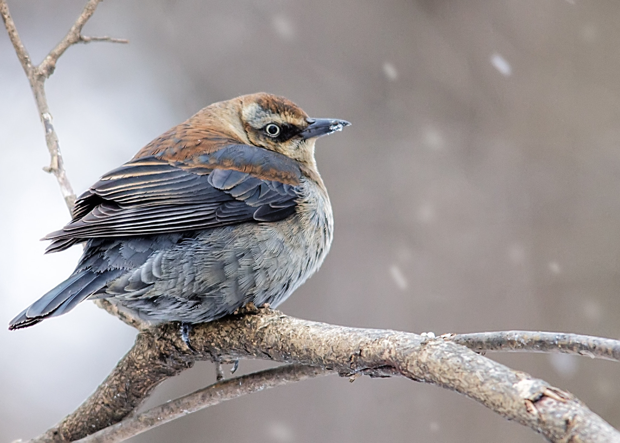 Canon EOS 60D + Sigma 150-500mm F5-6.3 DG OS HSM sample photo. Rusty blackbird photography