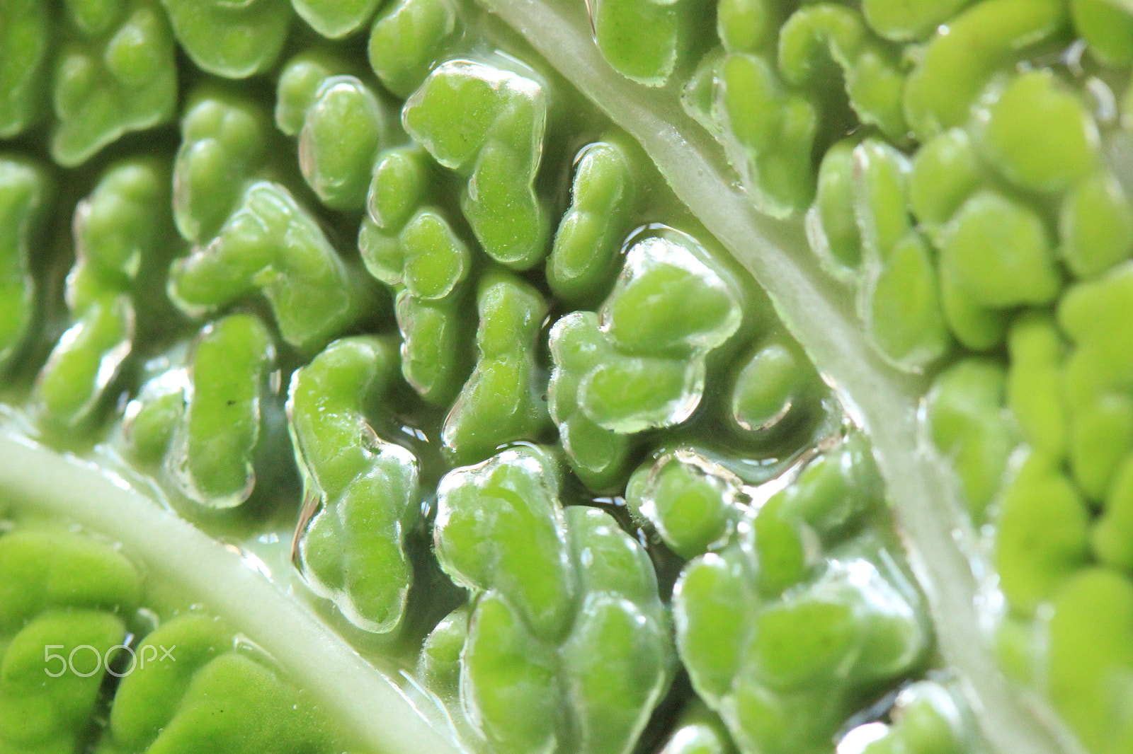 Canon EF-S 60mm F2.8 Macro USM sample photo. Савойская капуста photography