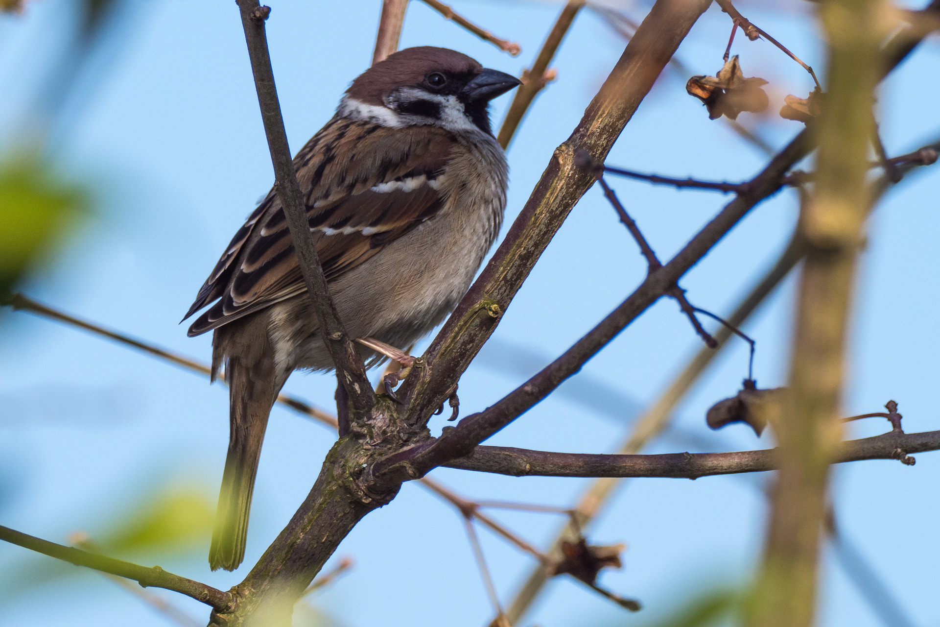 M.300mm F4.0 + MC-14 sample photo. Olympus digital camera photography