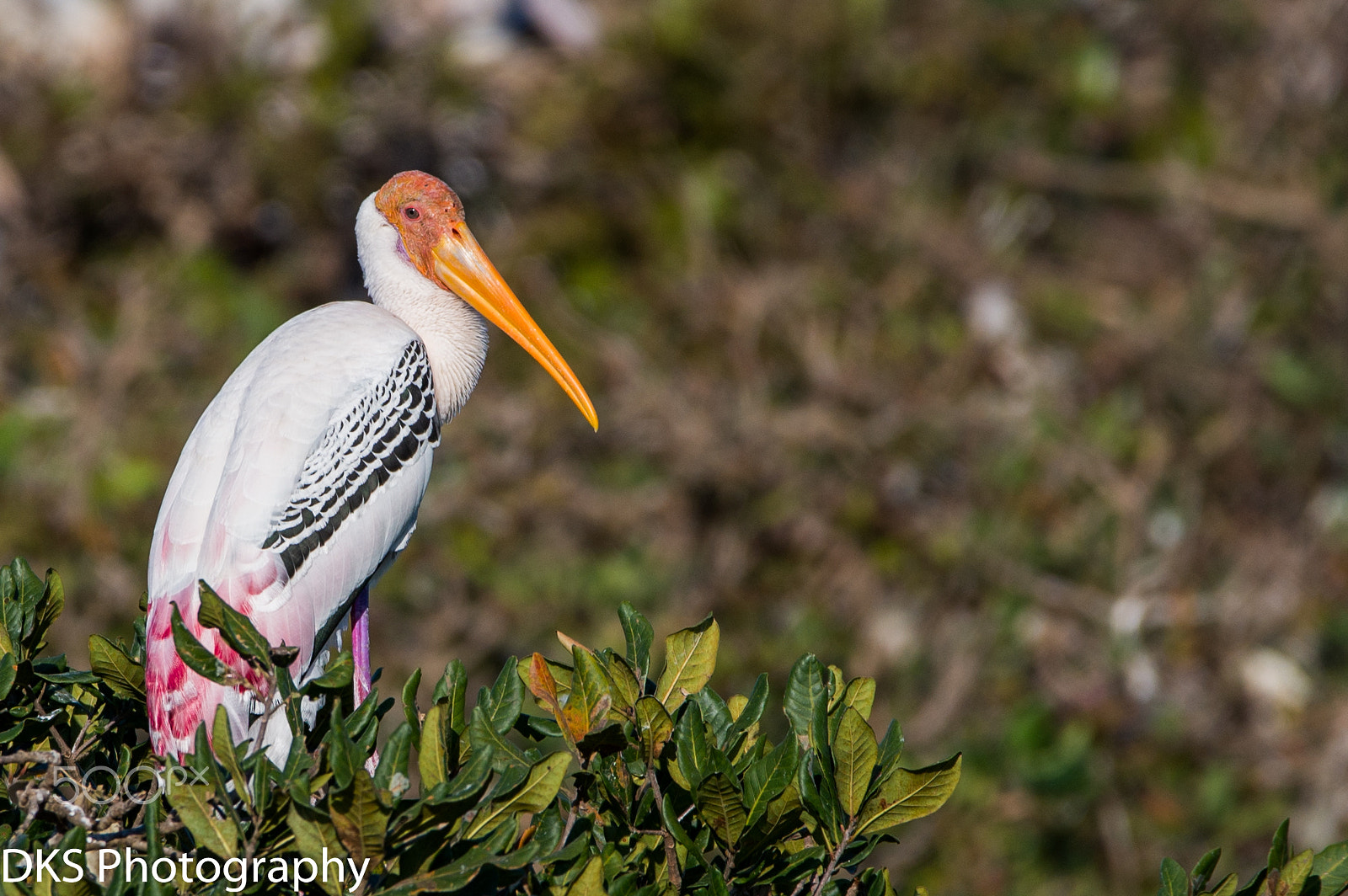 Sigma 150-600mm F5-6.3 DG OS HSM | C sample photo. Painted stork 2 photography