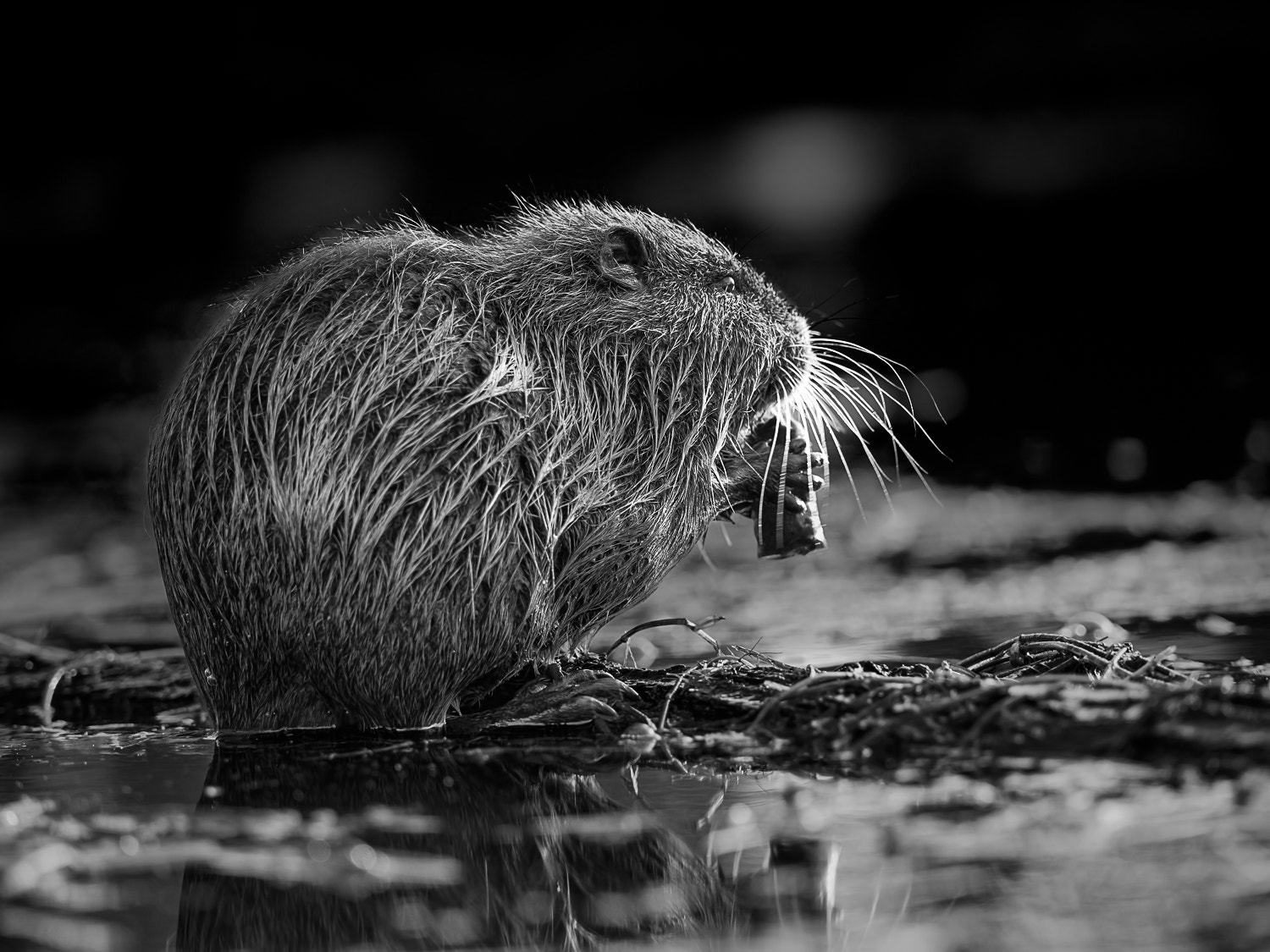 Olympus OM-D E-M1 sample photo. Nutria photography