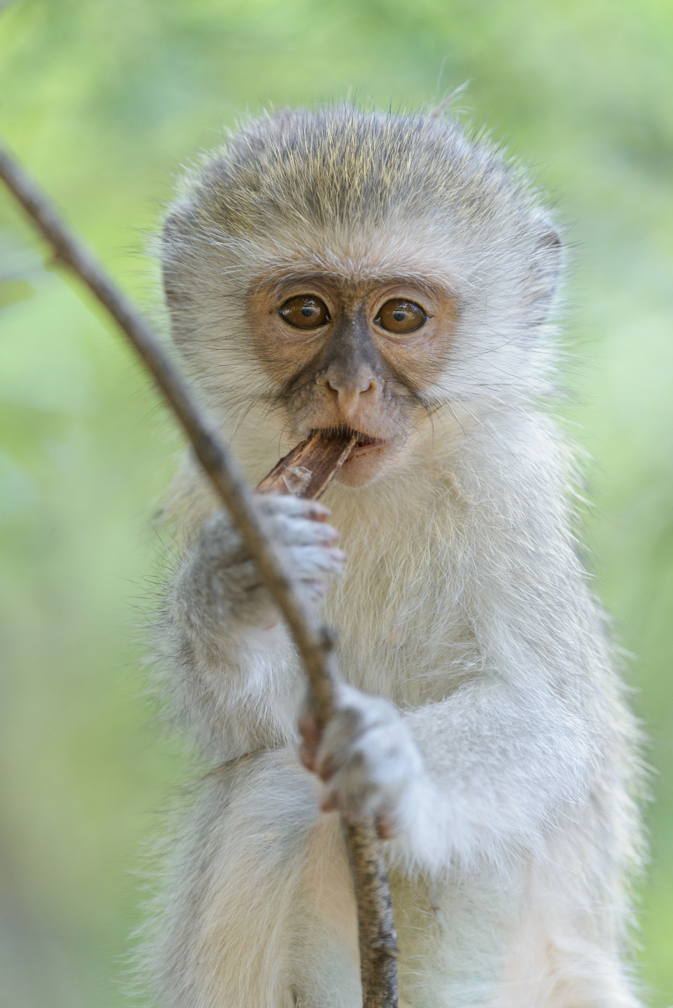 Nikon Nikkor AF-S 300mm F4E PF ED VR sample photo. More cuteness photography