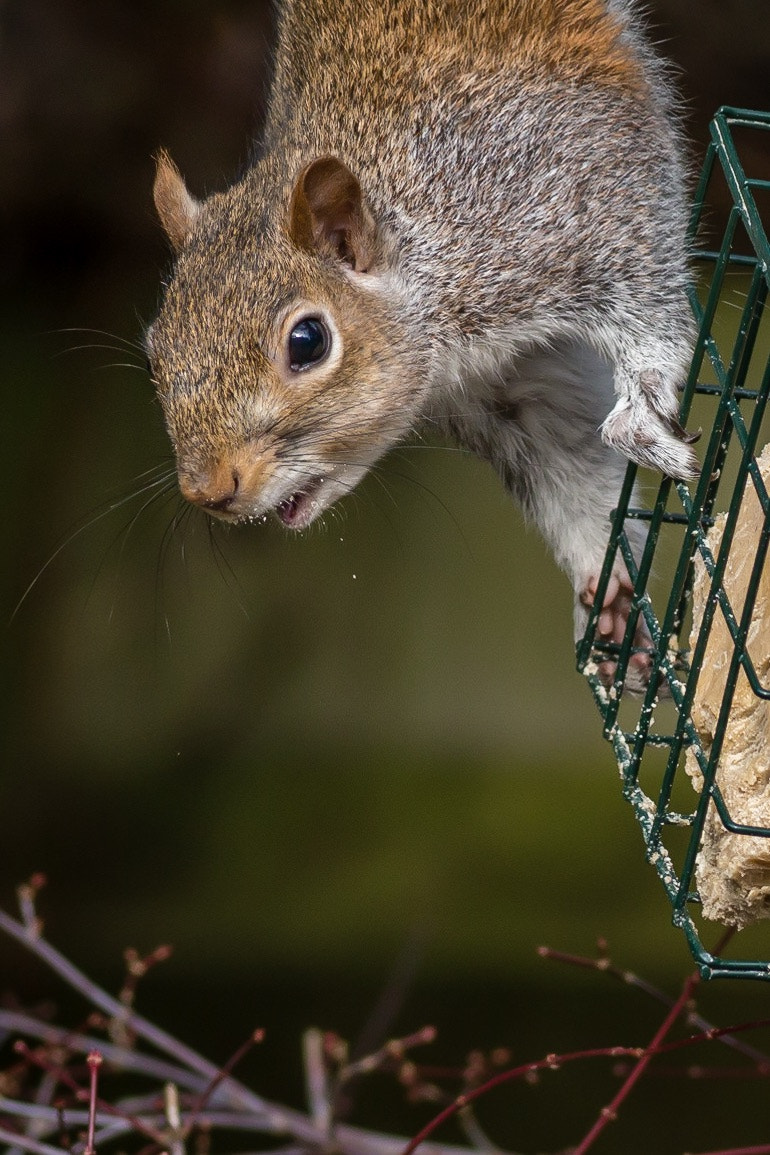 Canon EF 400mm F5.6L USM sample photo. Grey squirrel photography