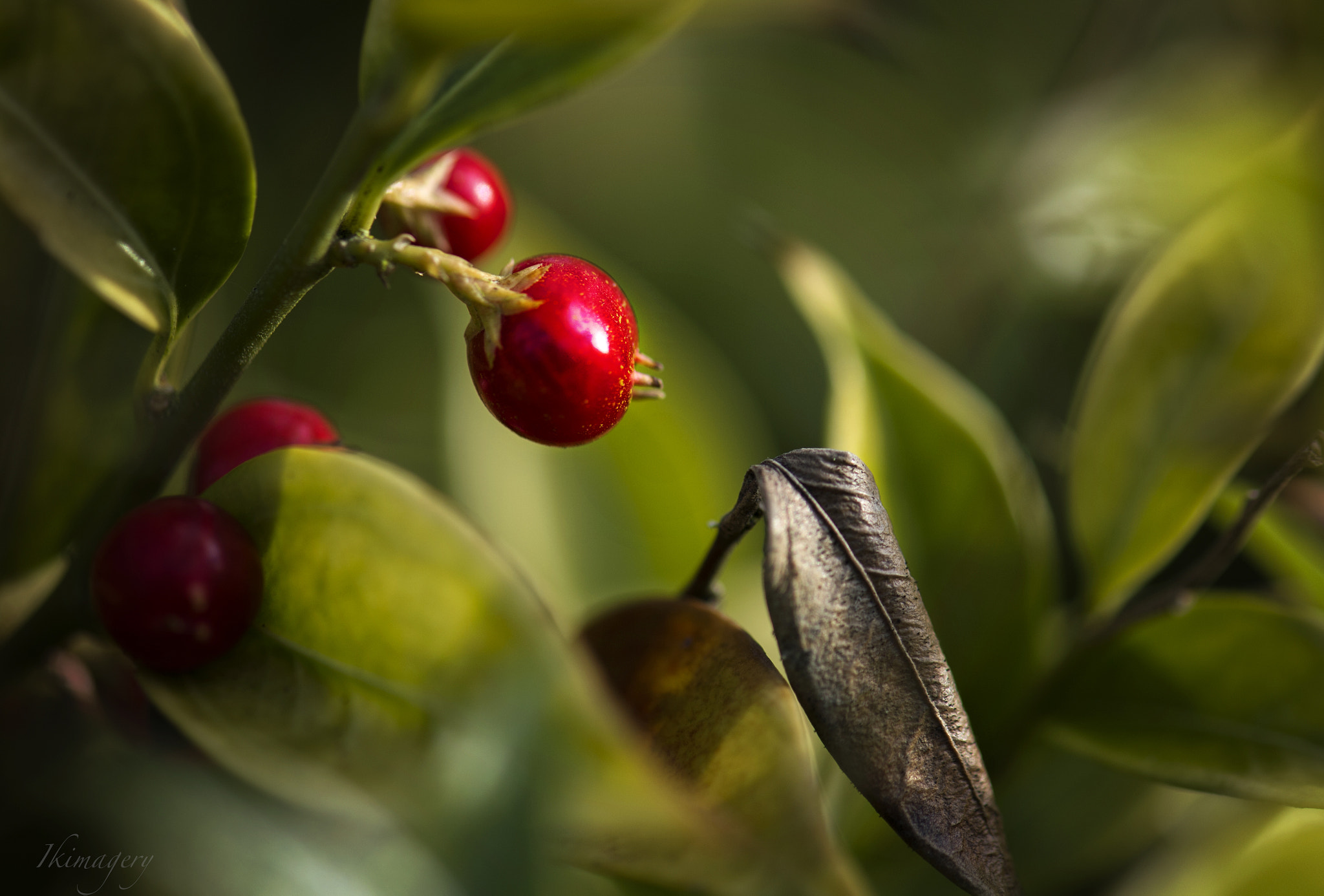 Nikon AF-S Micro-Nikkor 105mm F2.8G IF-ED VR sample photo. Red berry wm photography