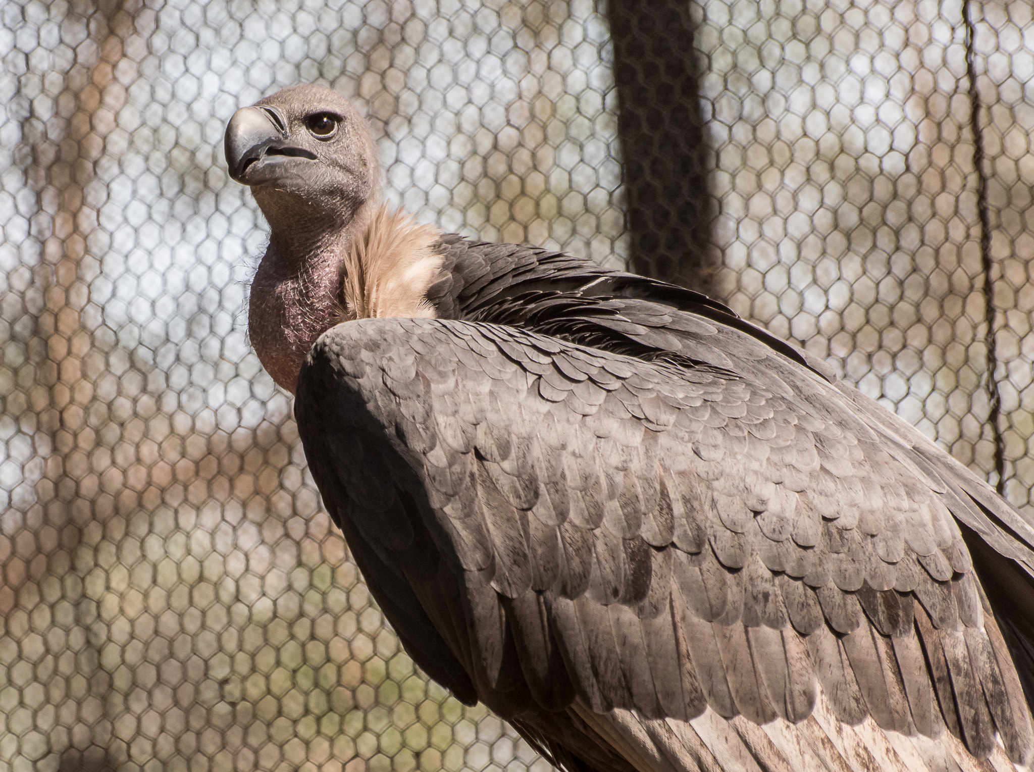 Nikon D5500 sample photo. Indian vulture photography