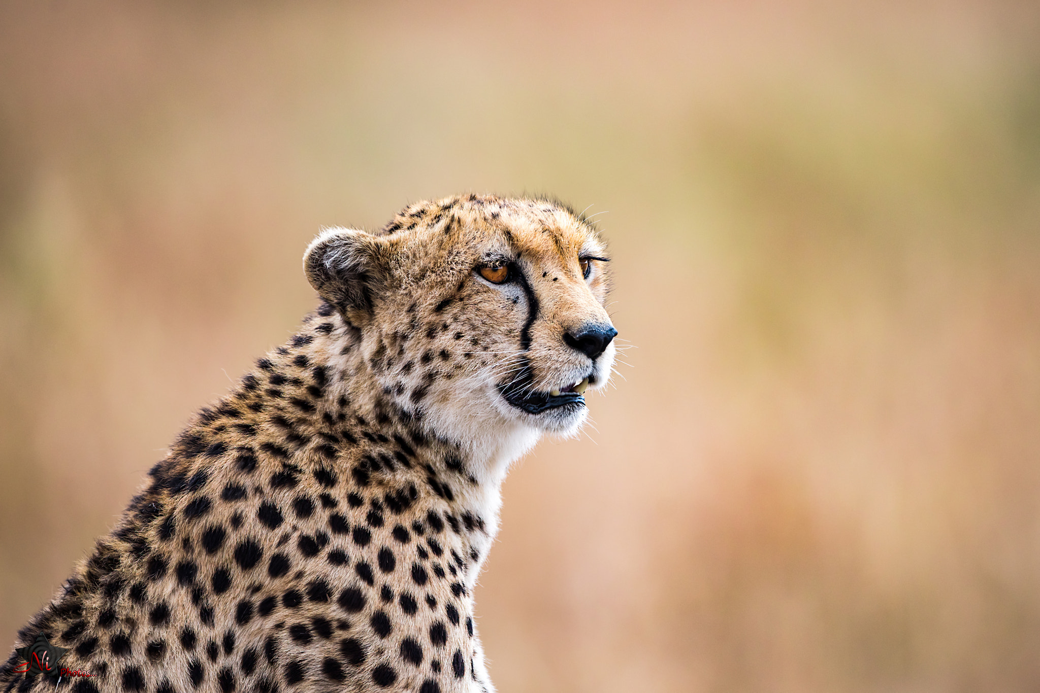 Nikon D810 + Nikon AF-S Nikkor 600mm F4E FL ED VR sample photo. Cheetah profile photography