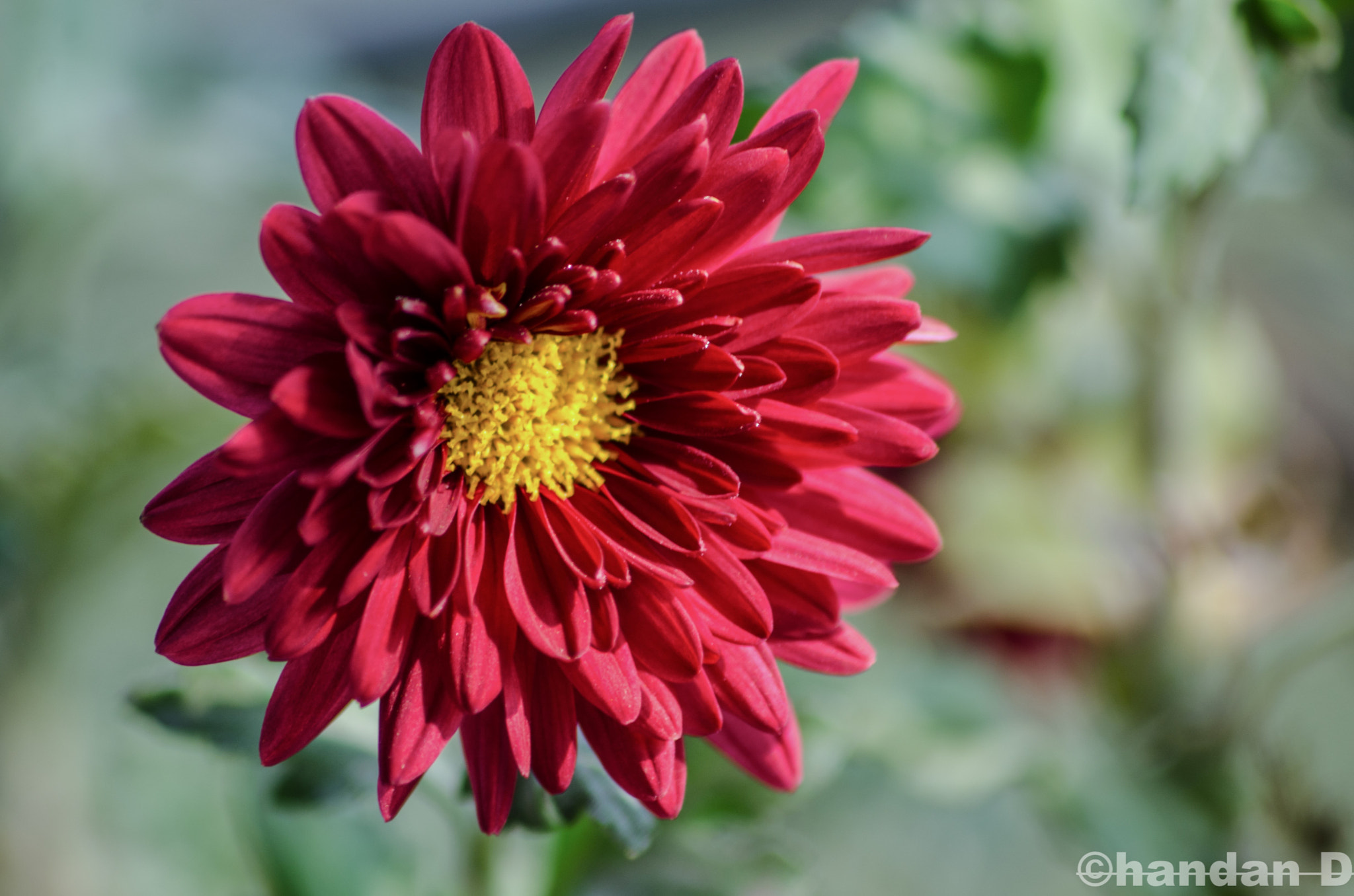Sigma 70-300mm F4-5.6 APO DG Macro sample photo. Flower photography