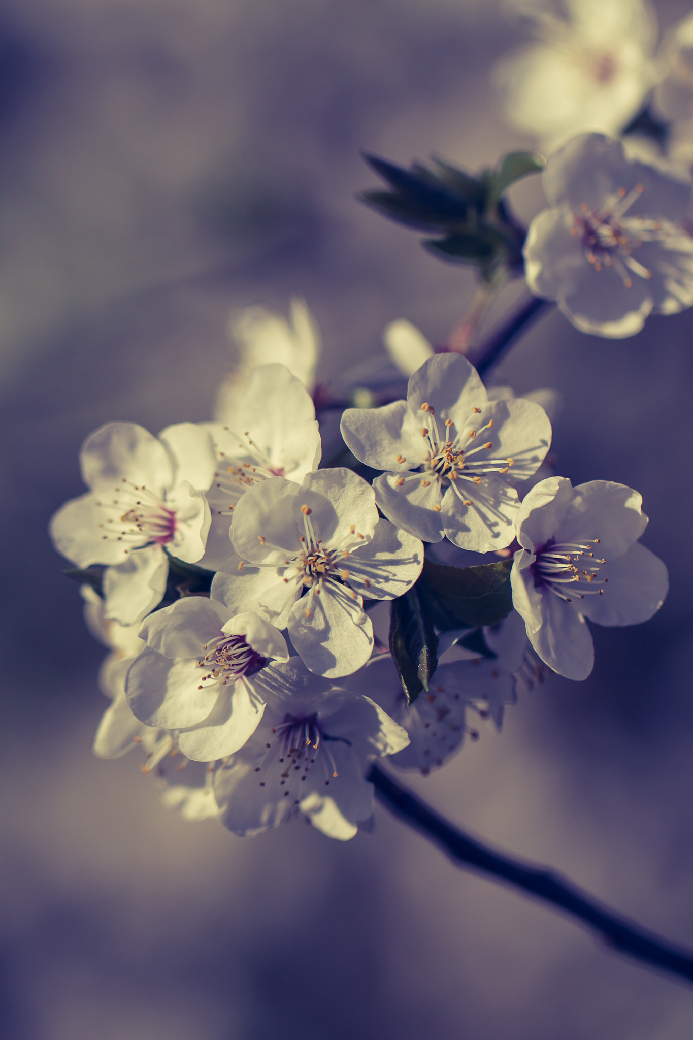 Canon EF 100mm F2.8L Macro IS USM sample photo. Img photography