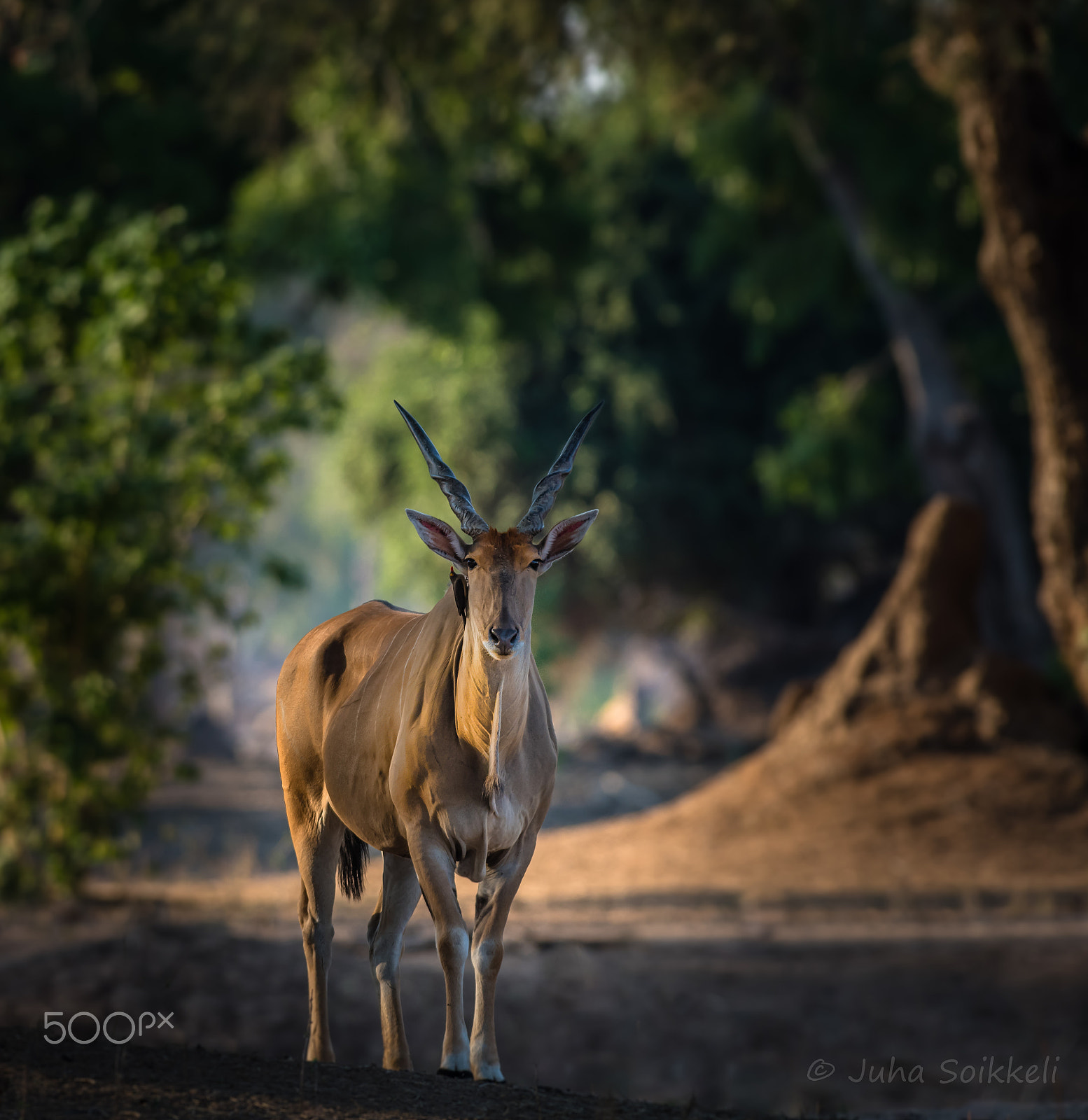 Nikon AF-S Nikkor 300mm F2.8G ED-IF VR sample photo. Eland cow @ mana pools zimbabwe photography