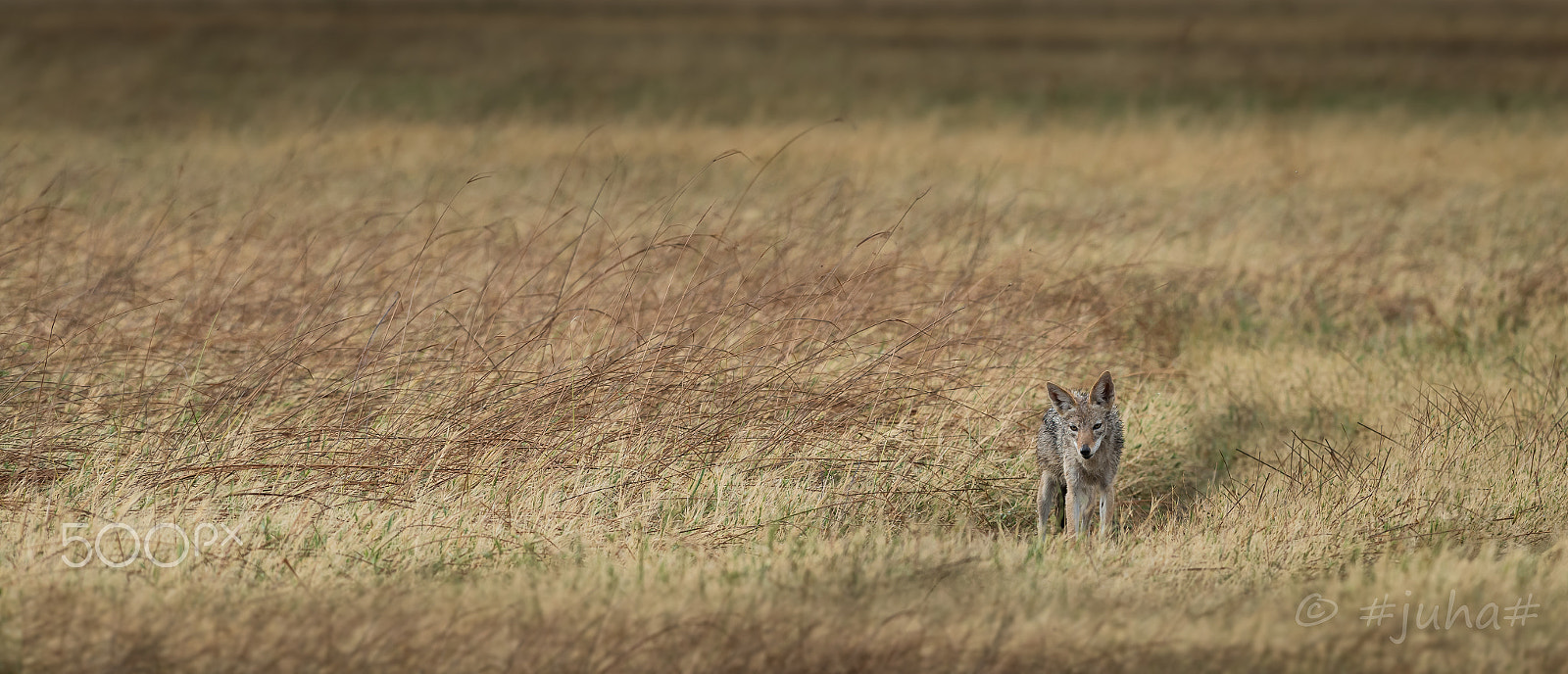 Nikon D810 + Nikon AF-S Nikkor 300mm F2.8G ED-IF VR sample photo. Jackal in long grass @savuti botswana photography