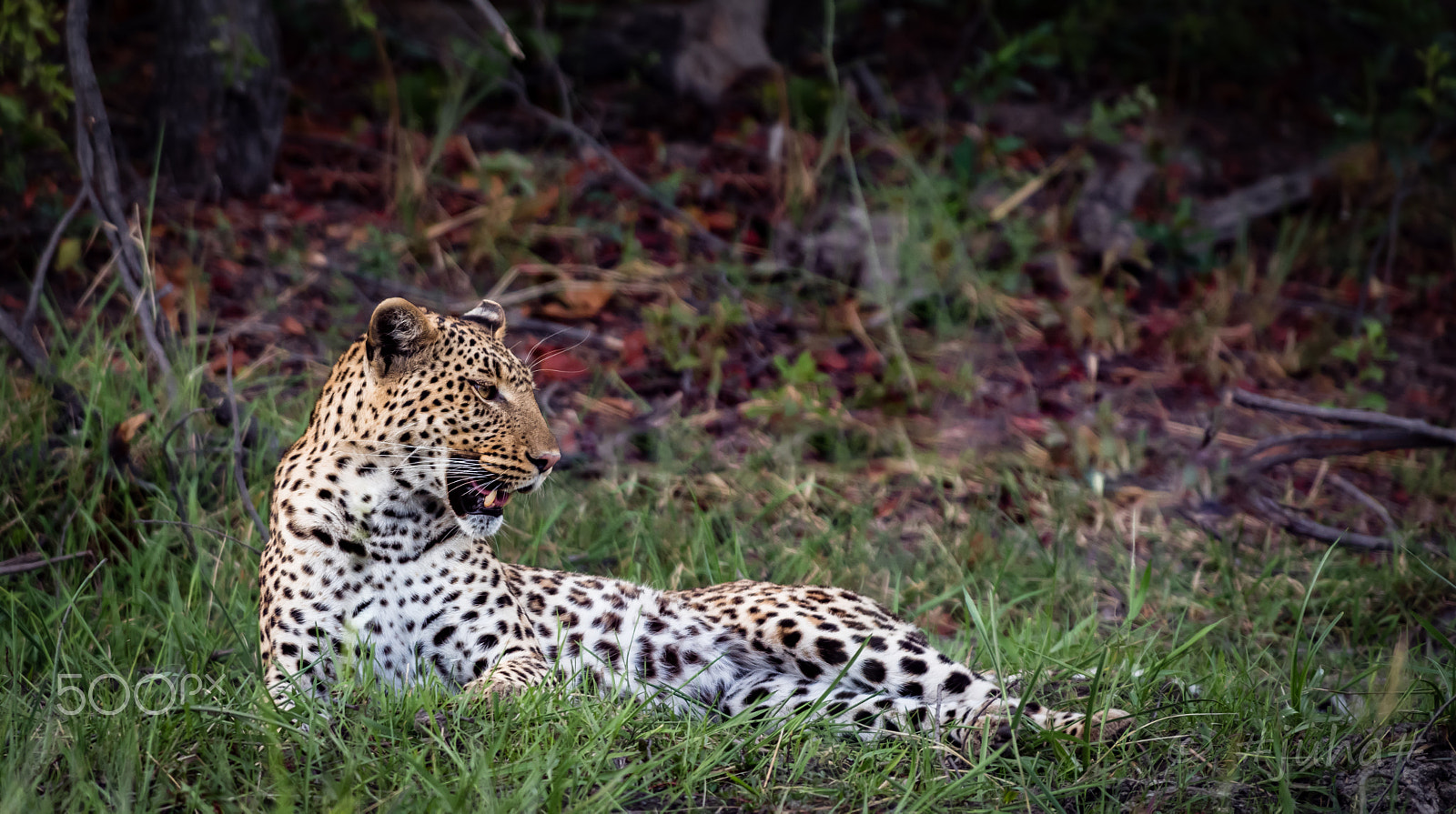 Nikon D810 + Nikon AF-S Nikkor 300mm F2.8G ED-IF VR sample photo. Leopard @ xakanxa moremi gr botswana photography