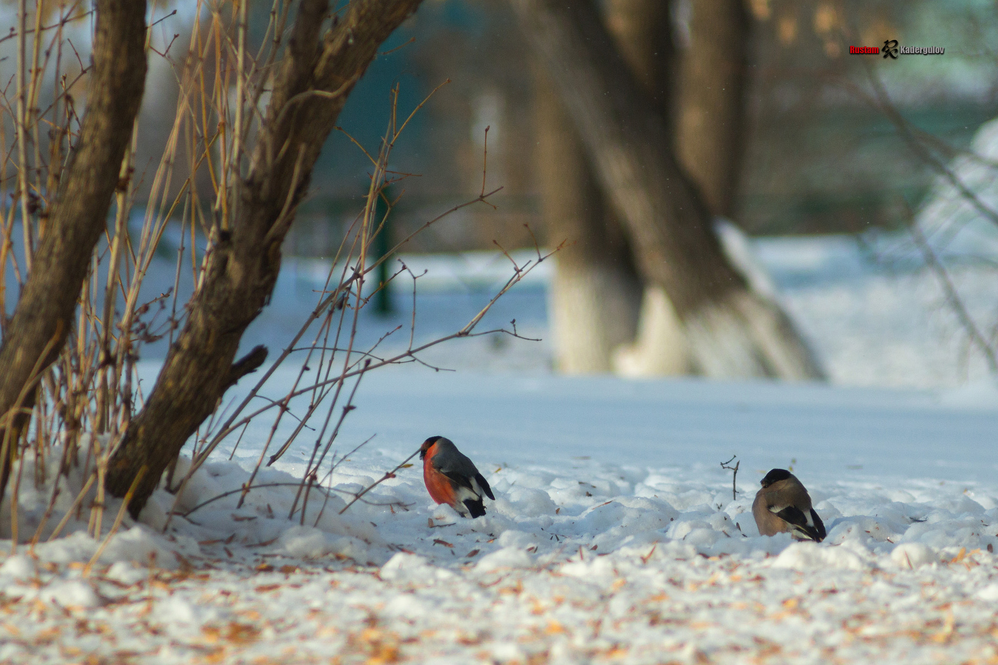 Canon EF 35-80mm f/4-5.6 sample photo. Снегири на наших улицах photography