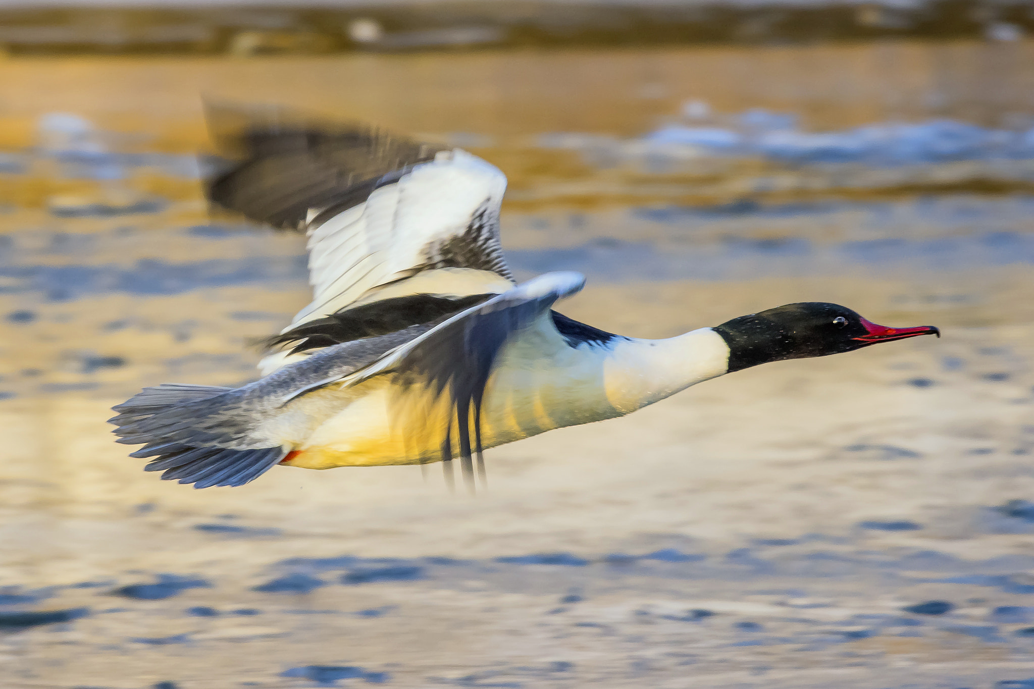 Pentax K-3 + Sigma sample photo. Goosander photography