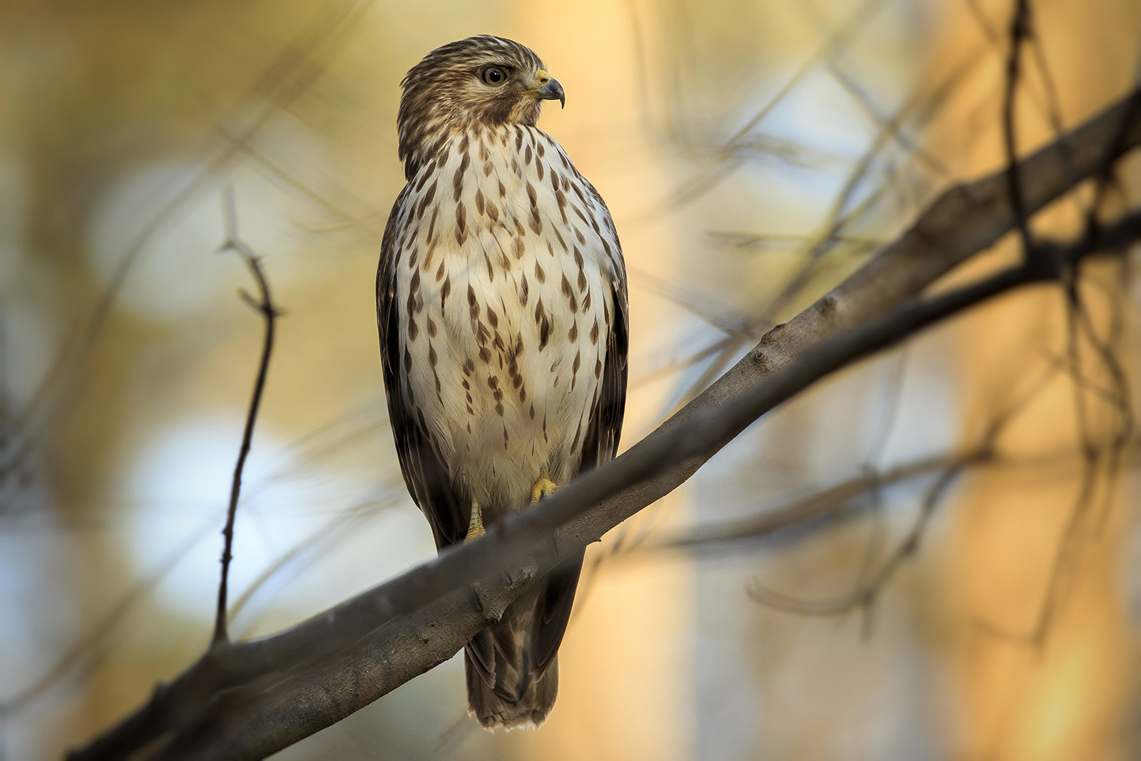 Canon EF 300mm F2.8L IS USM sample photo. Hawk photography