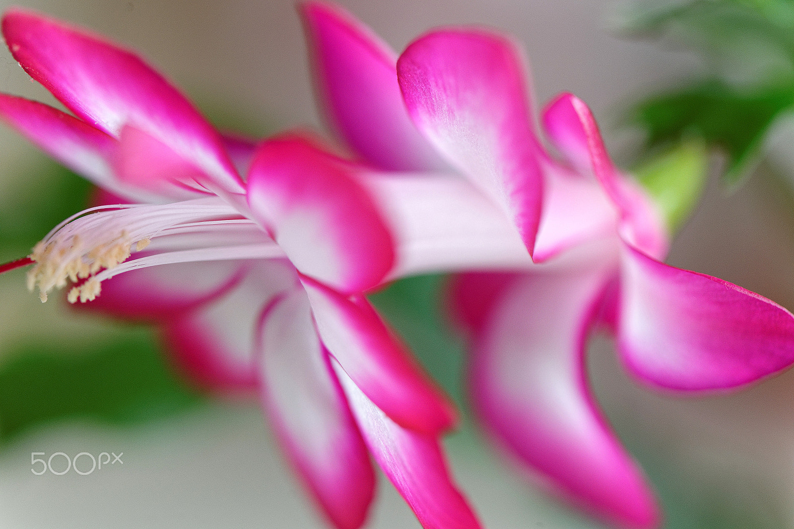 Nikon AF-S Micro-Nikkor 105mm F2.8G IF-ED VR sample photo. Instant de folie photography