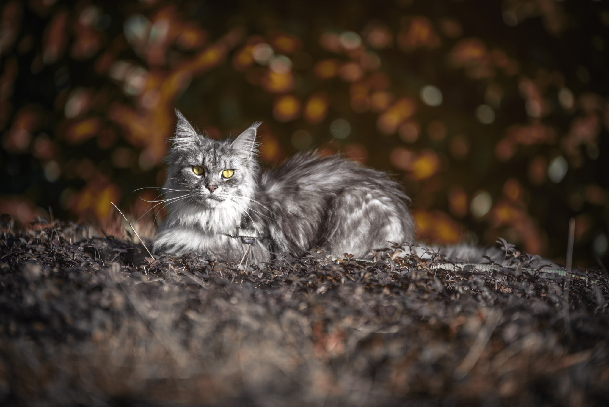 Sigma 70-200mm F2.8 EX DG OS HSM sample photo. Lolipop photography