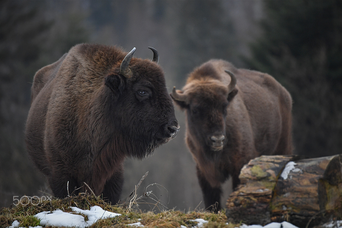 Nikon D5 sample photo. European bison photography