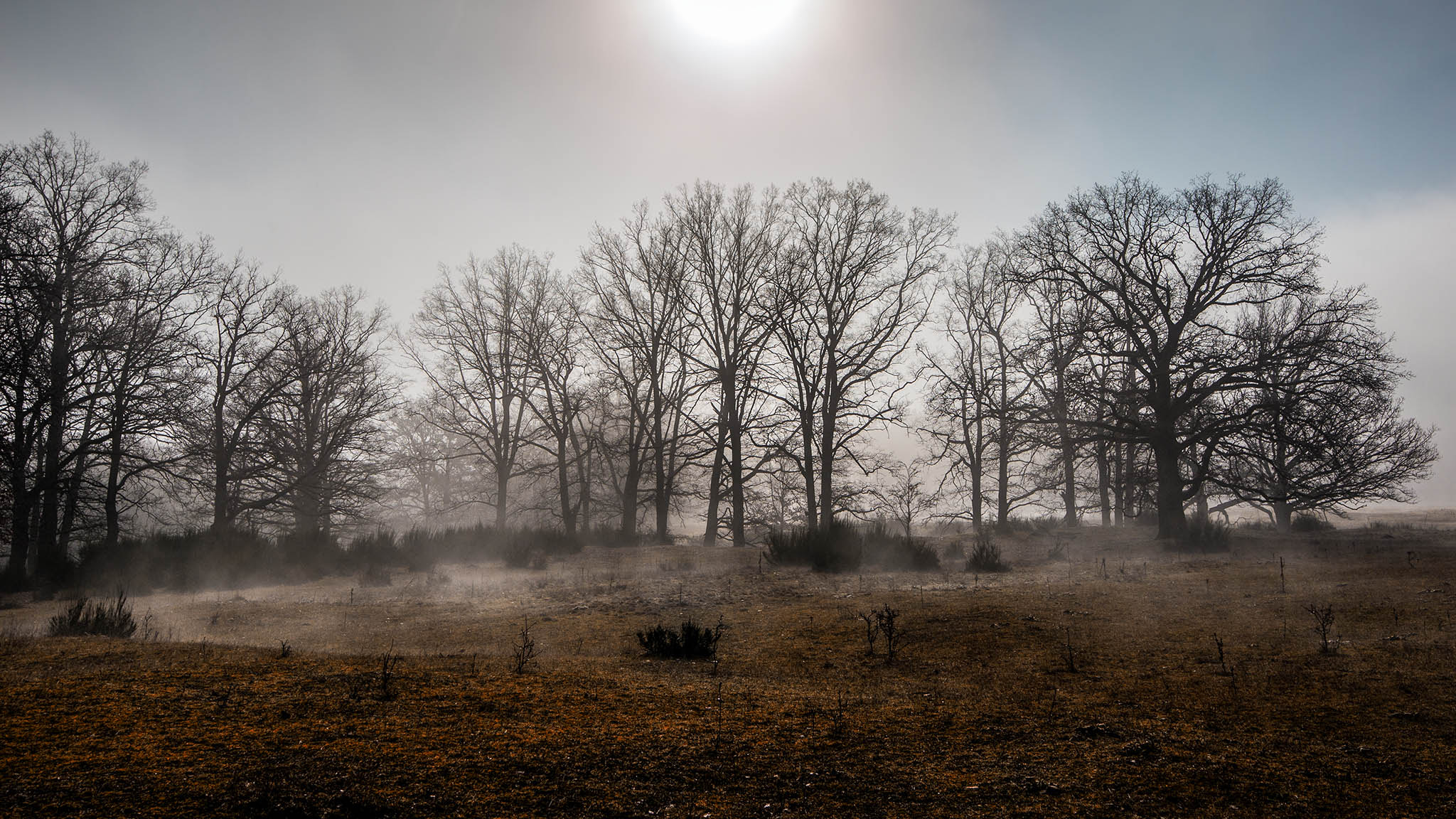 Canon EOS 6D + Canon EF 300mm f/2.8L sample photo. Sunday morning photography