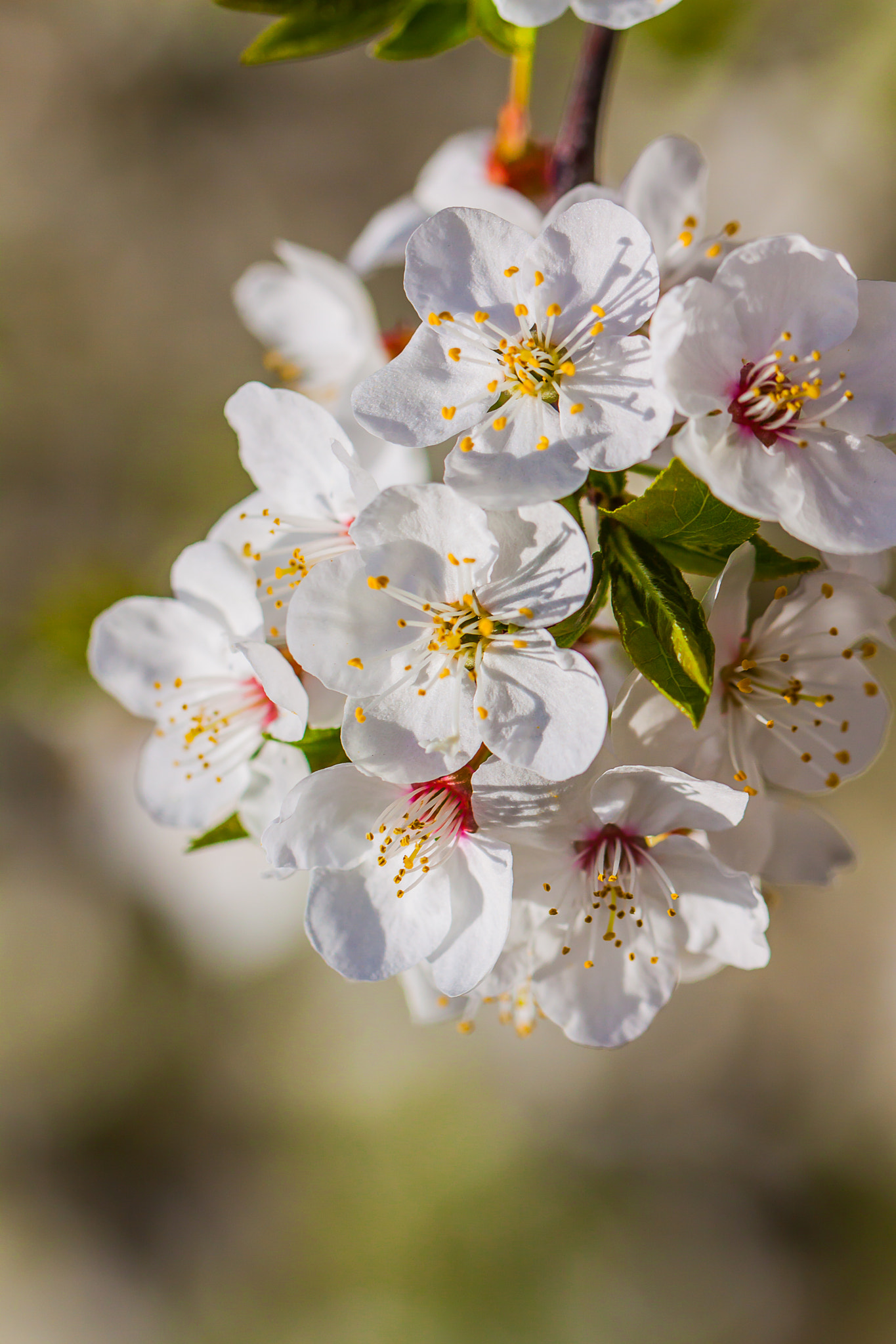 Canon EF 100mm F2.8L Macro IS USM sample photo. Img photography