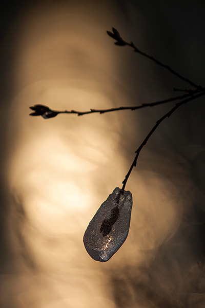 Canon EF 180mm F3.5L Macro USM sample photo. Bog myrtle with ice photography