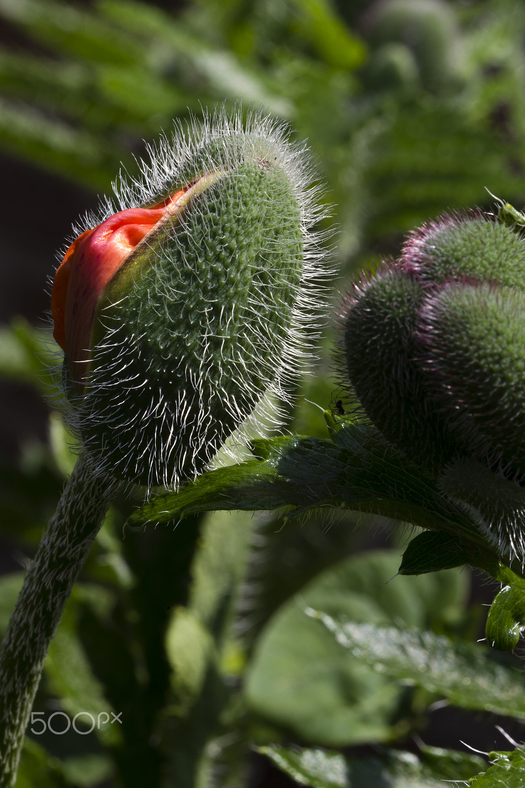 Canon EF 100mm F2.8 Macro USM sample photo. Breaking free photography
