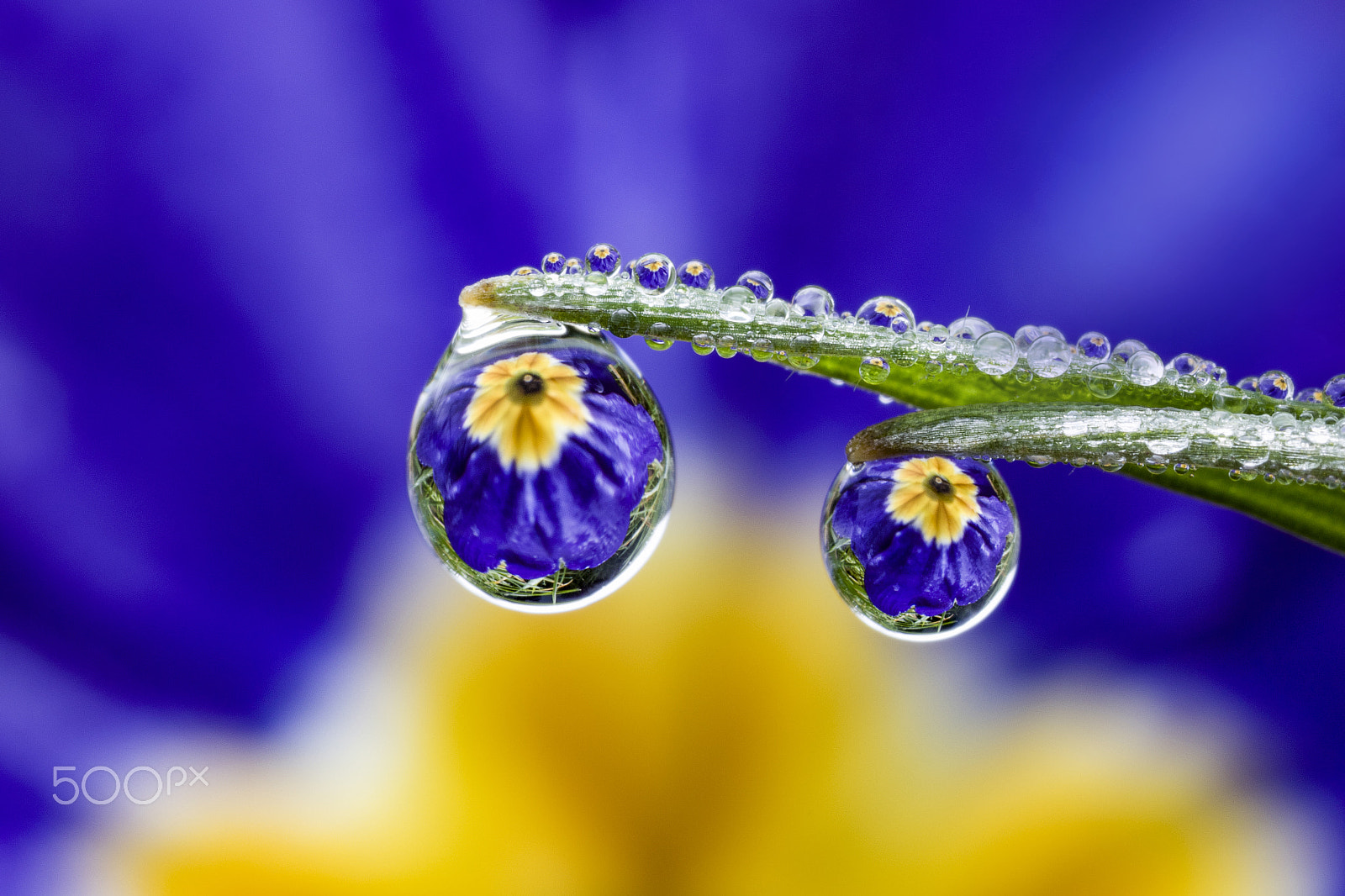 Canon MP-E 65mm F2.5 1-5x Macro Photo sample photo. Dew droplet photography