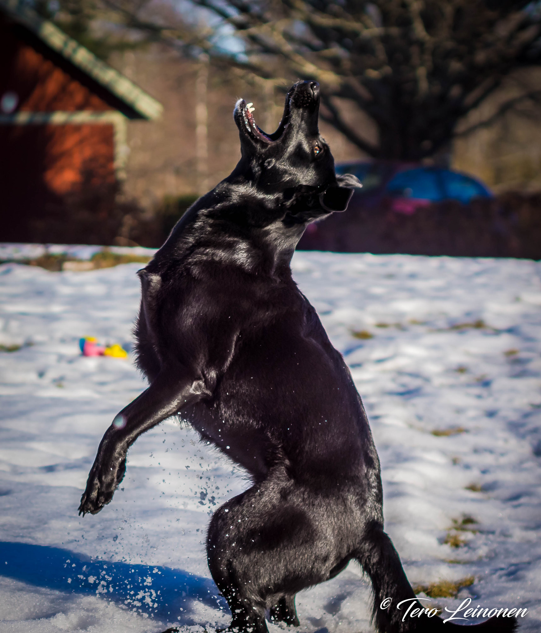 Sigma 50mm F1.4 EX DG HSM sample photo. My dog alice photography