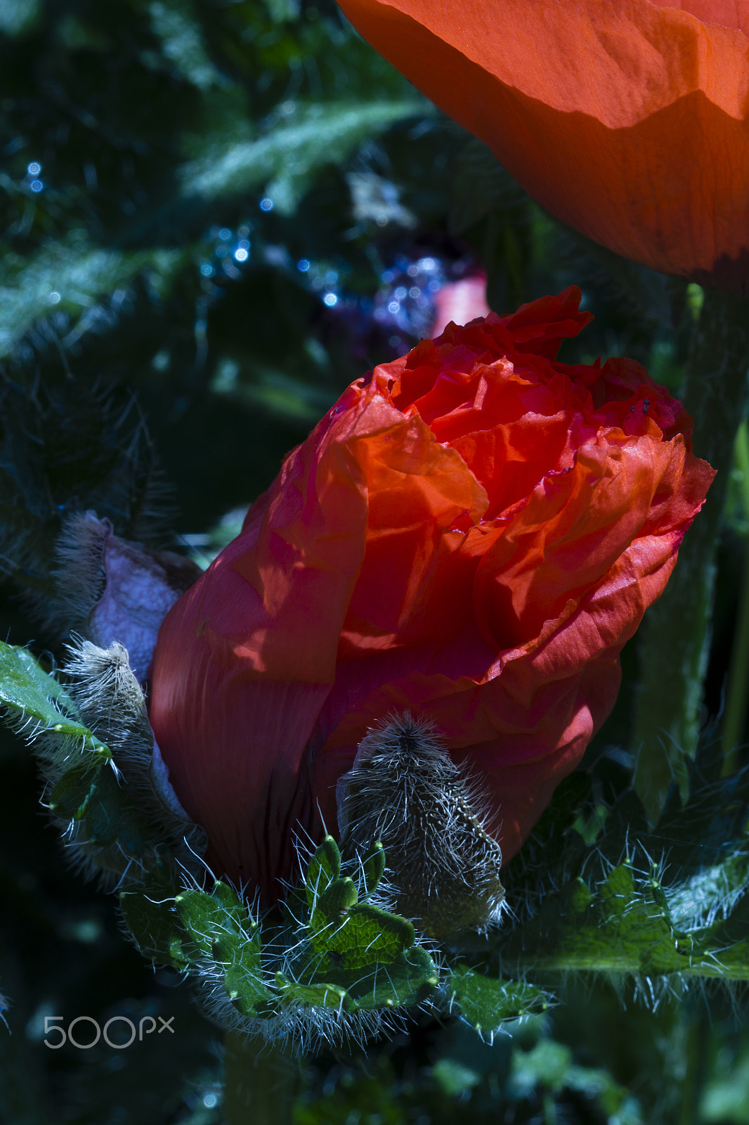 Canon EF 100mm F2.8 Macro USM sample photo. Slowly unfurling photography