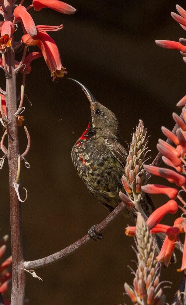 Canon EOS 7D + Canon EF 300mm F2.8L IS II USM sample photo. Scsunbirdonaloe photography