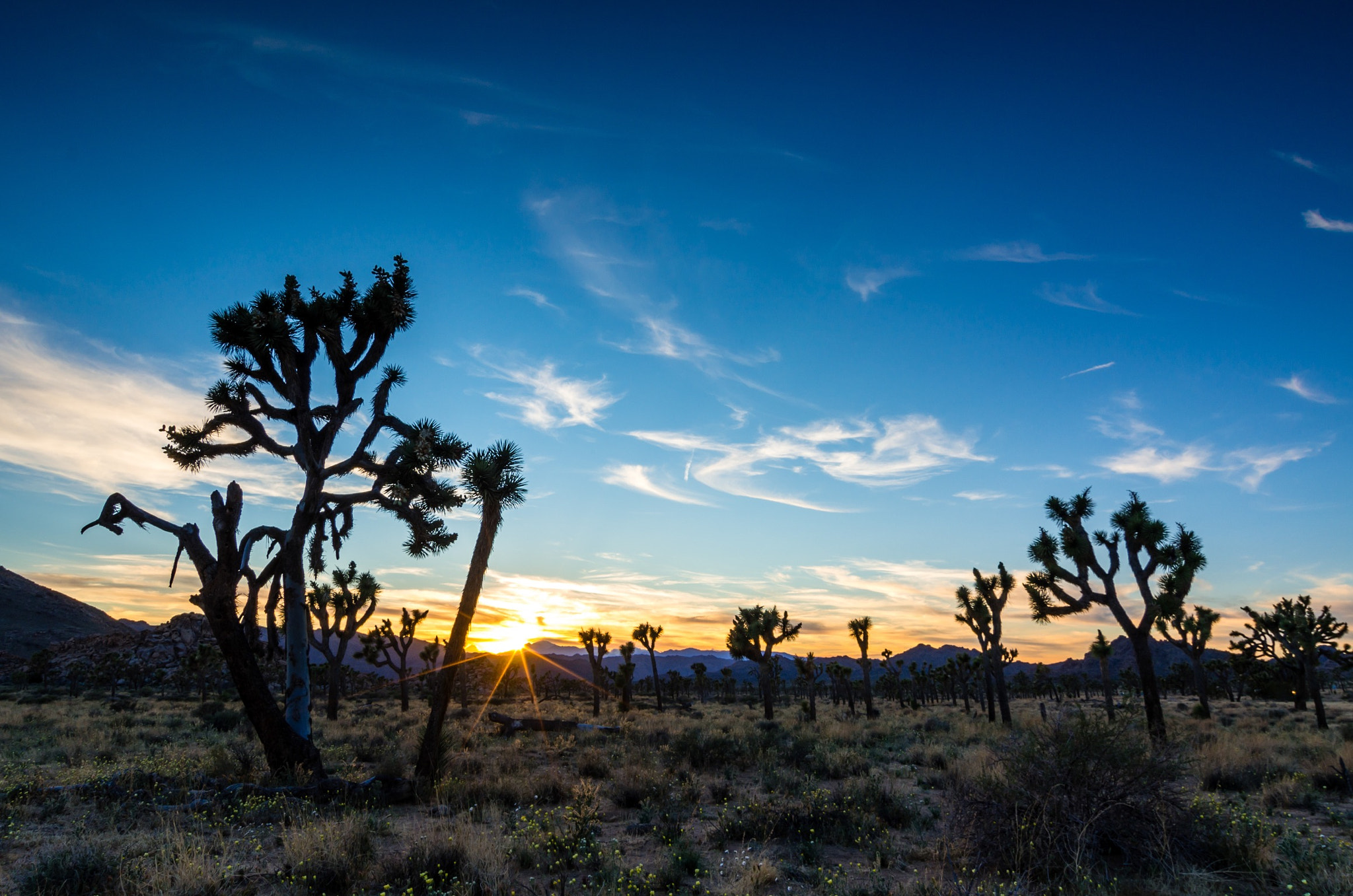 Pentax smc DA 12-24mm F4.0 ED AL (IF) sample photo. Sunset at joshua tree photography