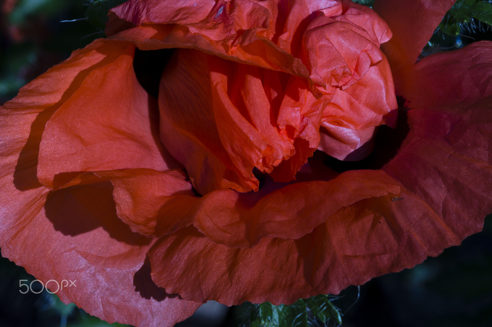Canon EF 100mm F2.8 Macro USM sample photo. Folds within folds photography