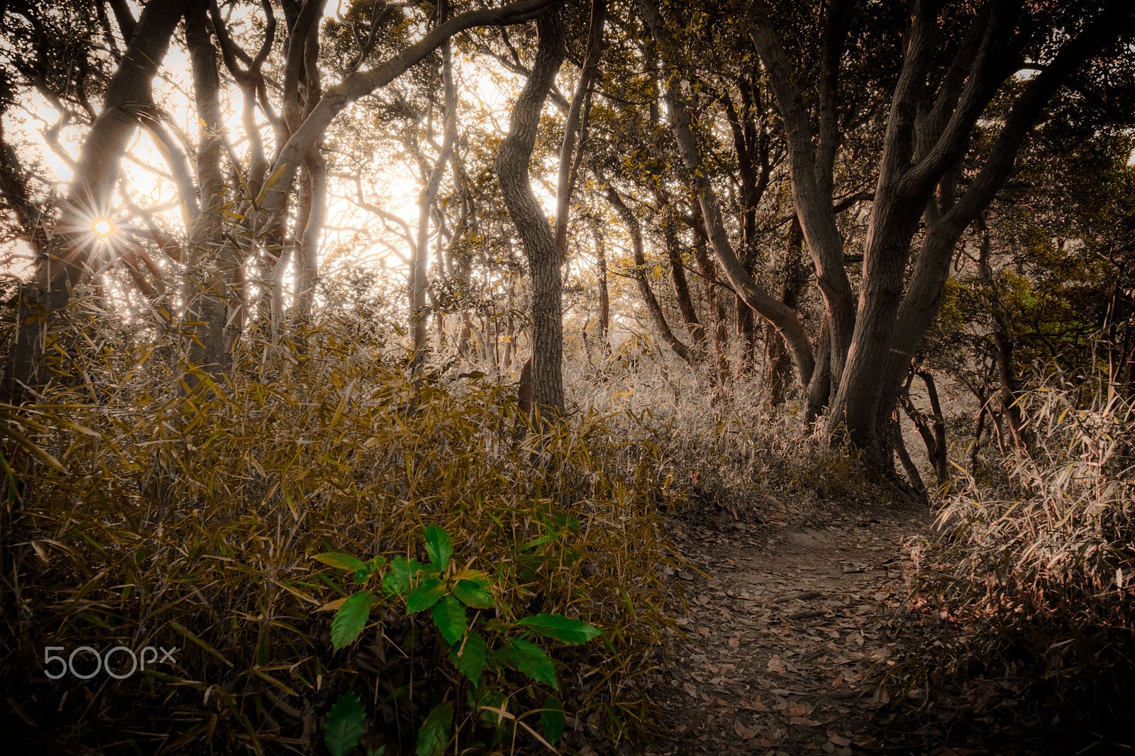 Fujifilm X-Pro2 + Fujifilm XF 16-55mm F2.8 R LM WR sample photo. Winterkill photography