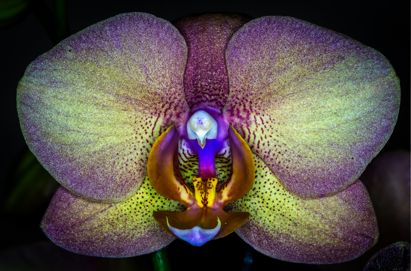 Sony SLT-A58 + 105mm F2.8 sample photo. Orchidee photography
