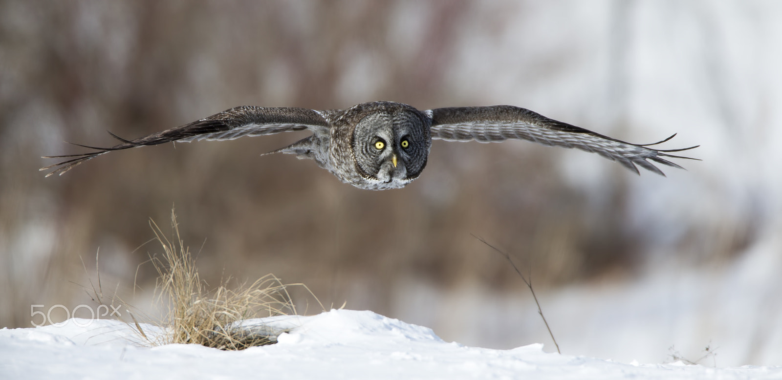 Canon EOS-1D X + Canon EF 600mm F4L IS USM sample photo. Great grey owl ( chouette lapone ) photography