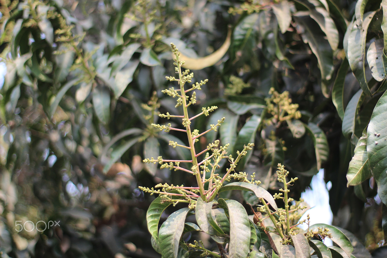 Canon 50mm sample photo. Img photography