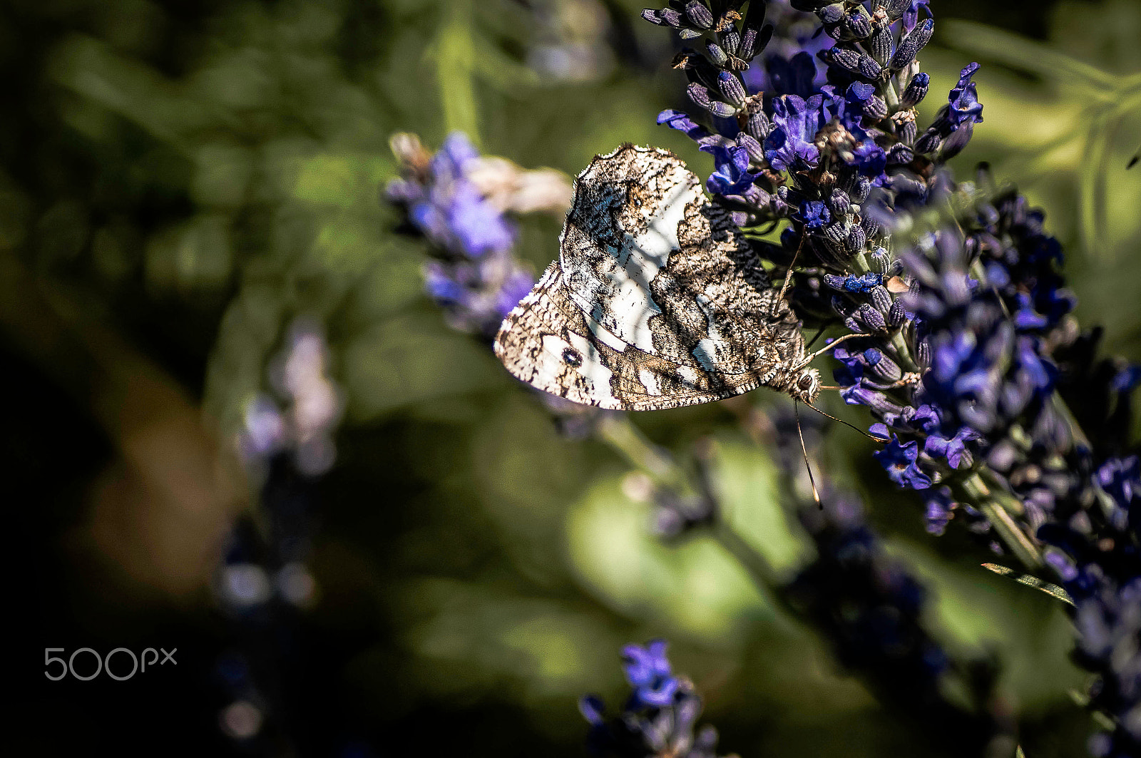 Sony SLT-A57 + Sony DT 55-200mm F4-5.6 SAM sample photo. Butterfly ! photography