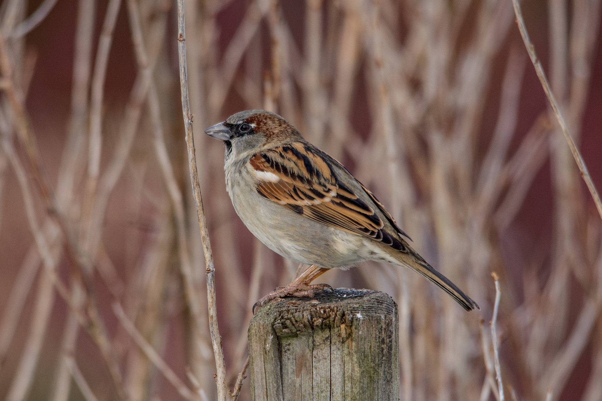 Nikon D7200 + Sigma 150-500mm F5-6.3 DG OS HSM sample photo. House sparrow photography