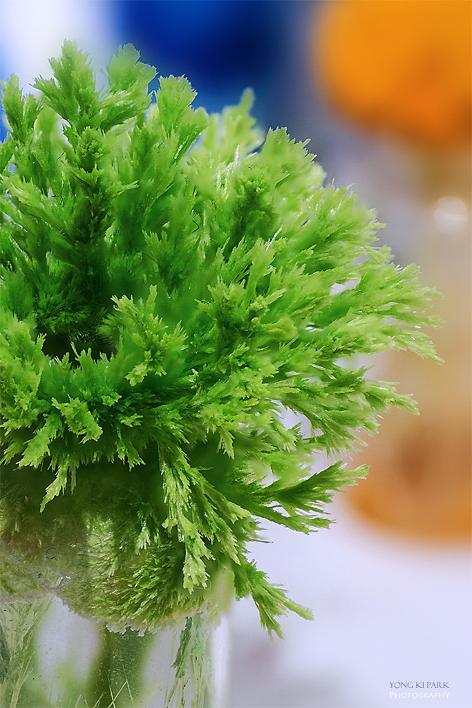 Pentax smc D-FA 100mm F2.8 Macro WR sample photo. Indigenous wild flower-3-green photography