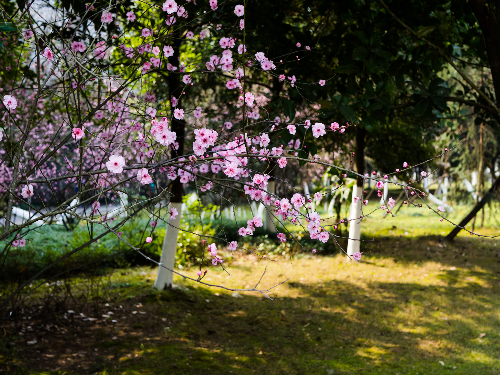 Olympus OM-D E-M10 + LUMIX G 25/F1.7 sample photo. 花 photography